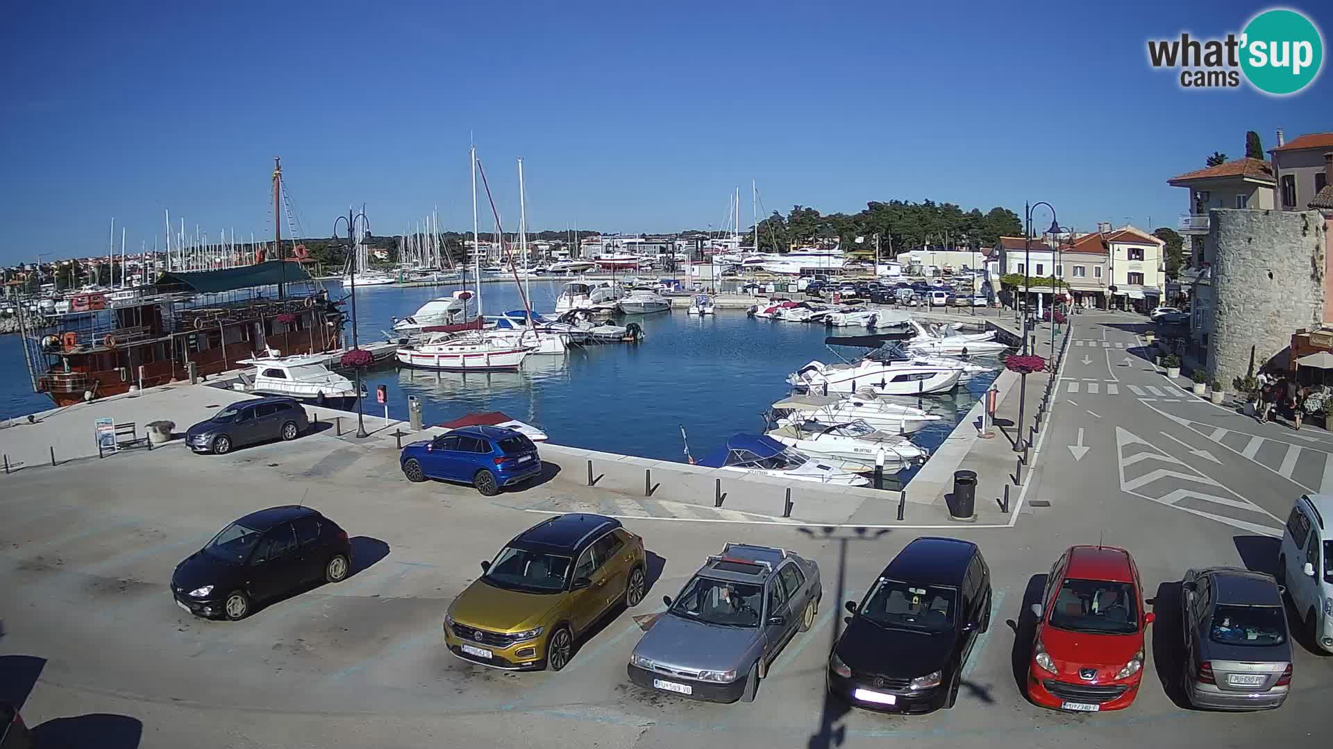 Novigrad | Porporela marina