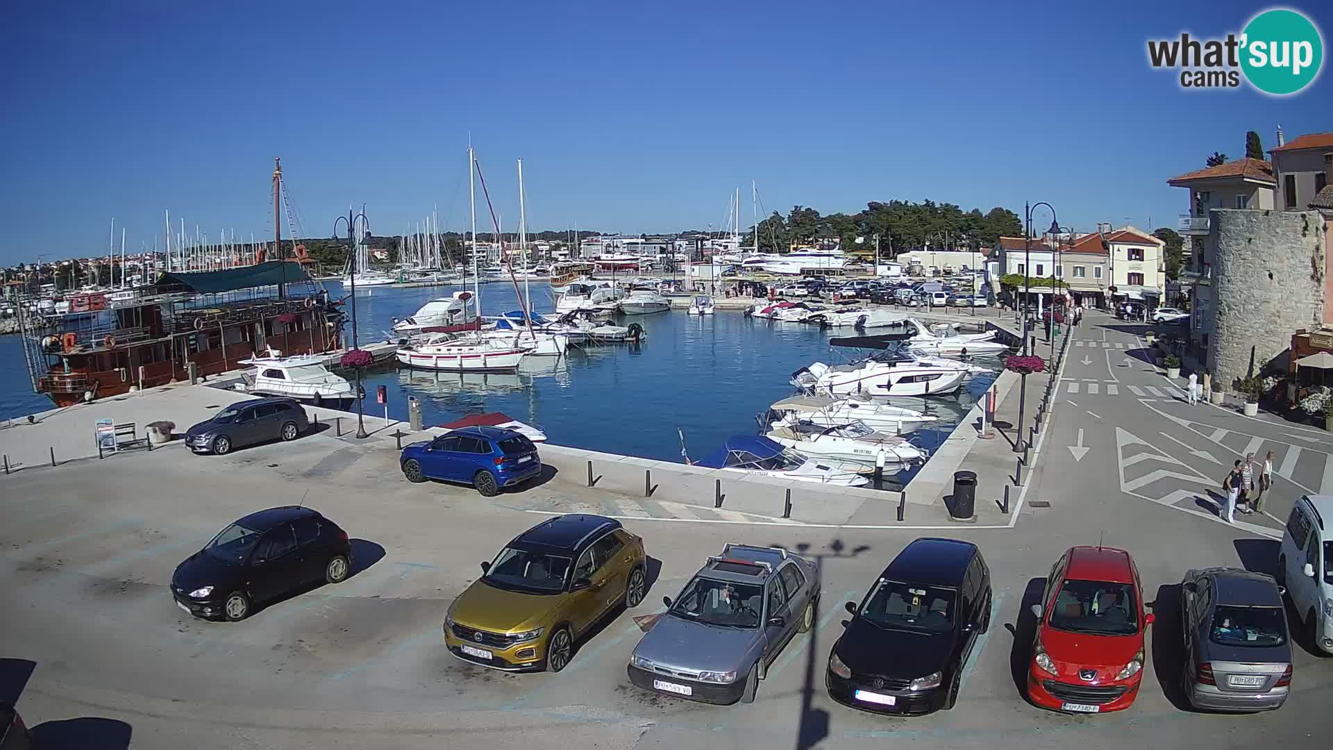 Novigrad | Porporela marina