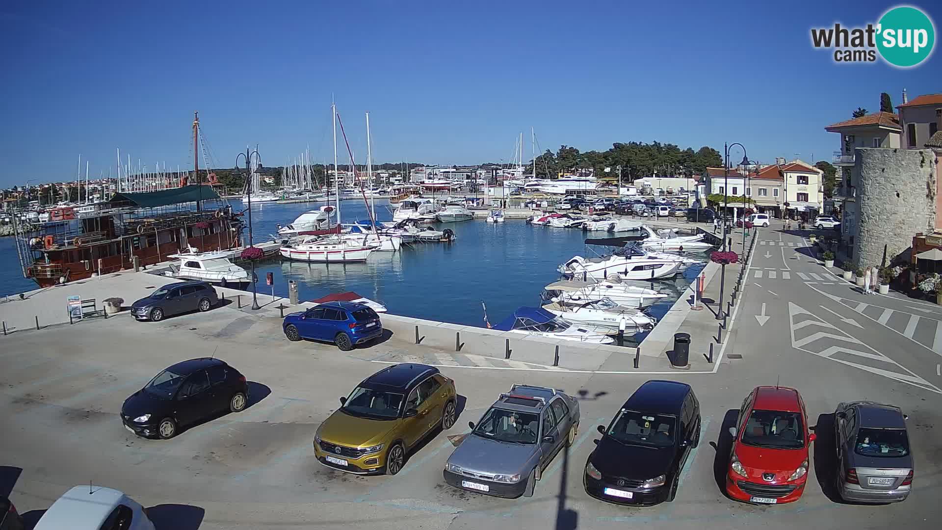 Novigrad | Porporela marina