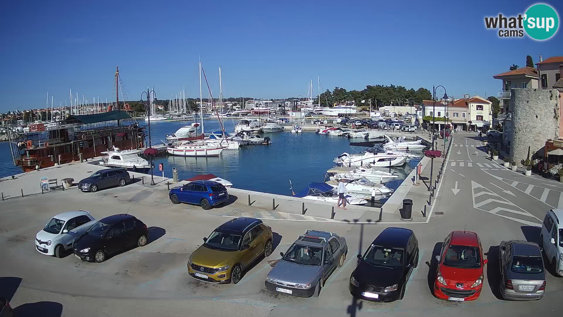 Novigrad | Porporela marina