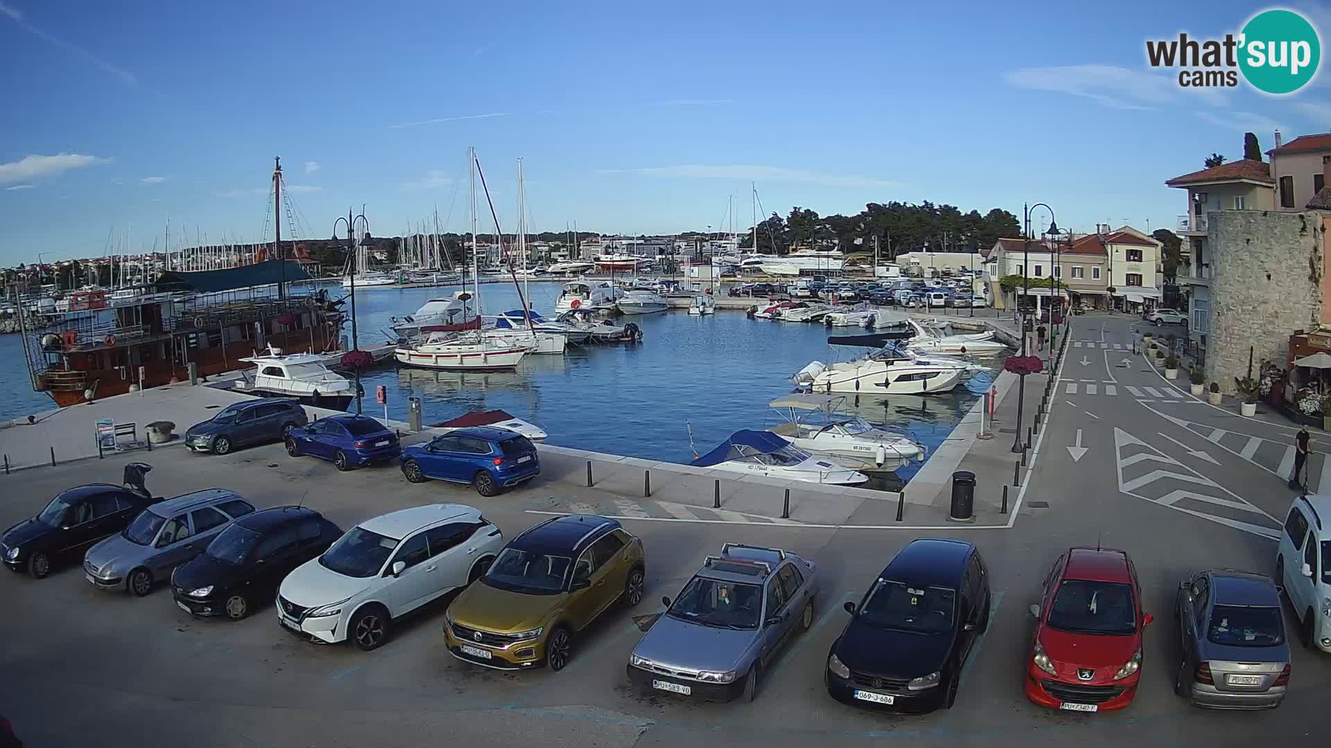 Novigrad | Porporela marina