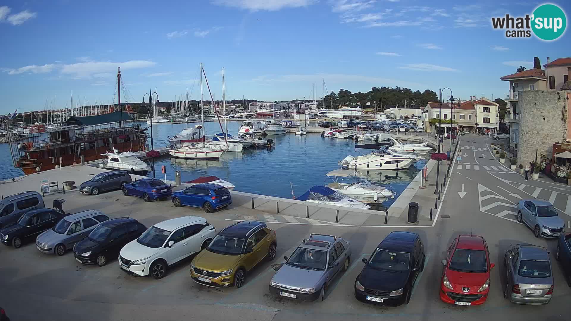 Novigrad | Porporela marina