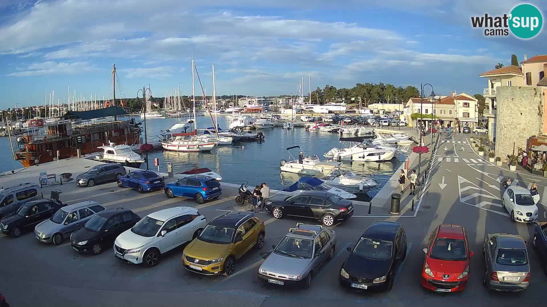 Novigrad | Porporela marina