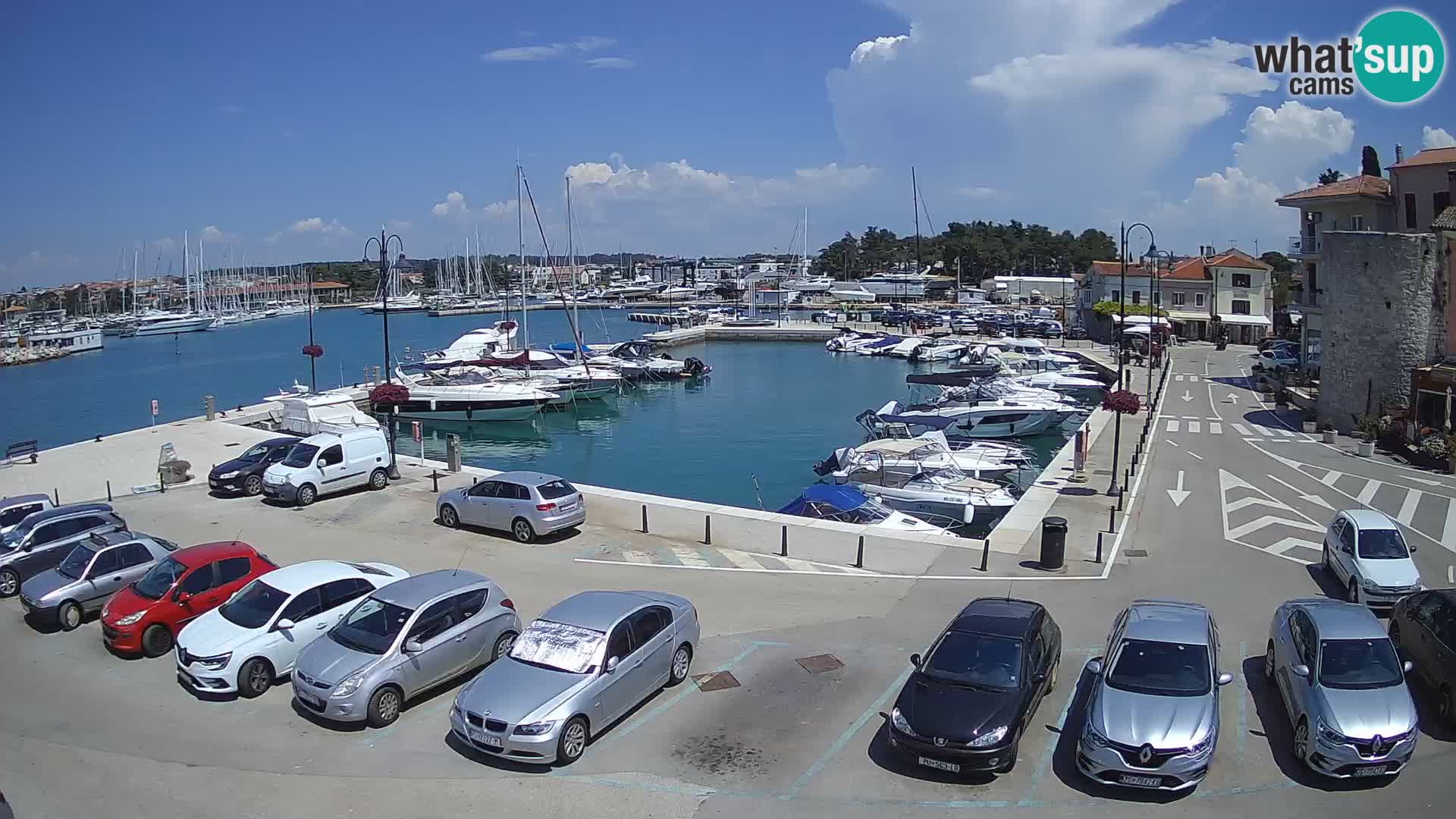 Novigrad | Porporela marina