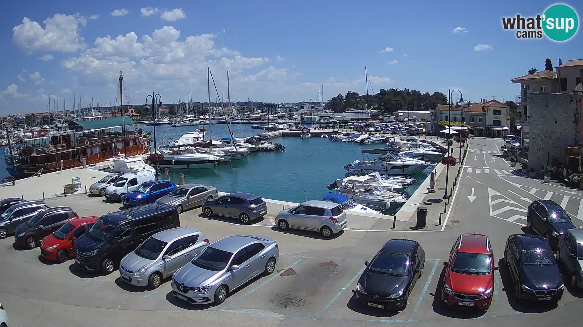 Novigrad | Porporela marina