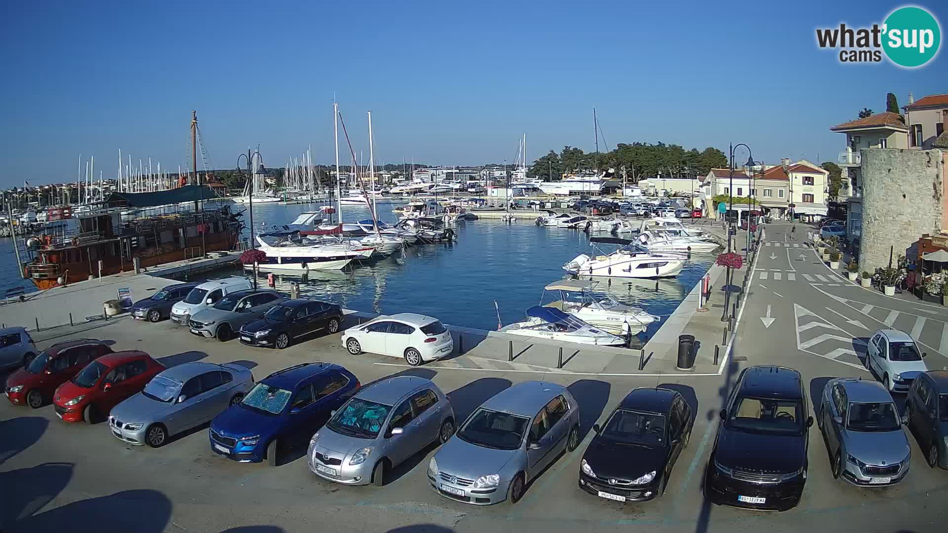 Novigrad | Porporela marina