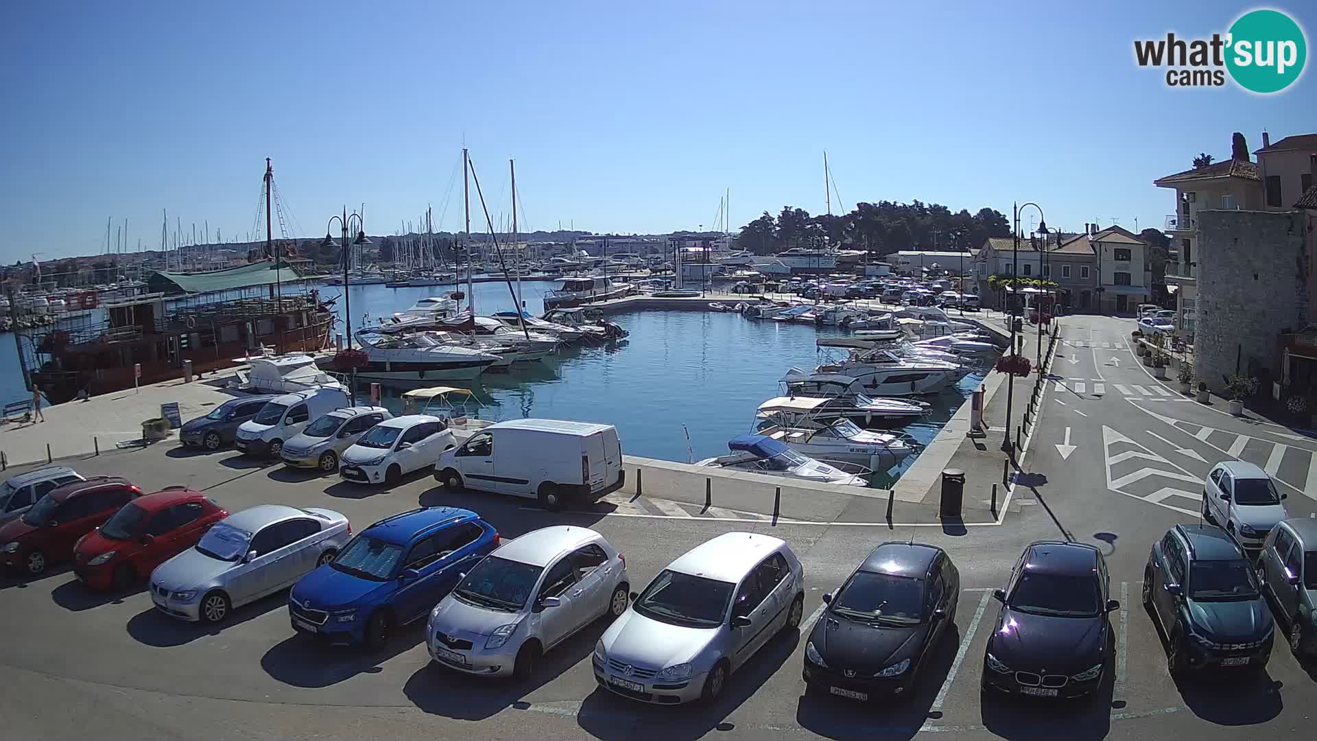 Novigrad | Porporela marina