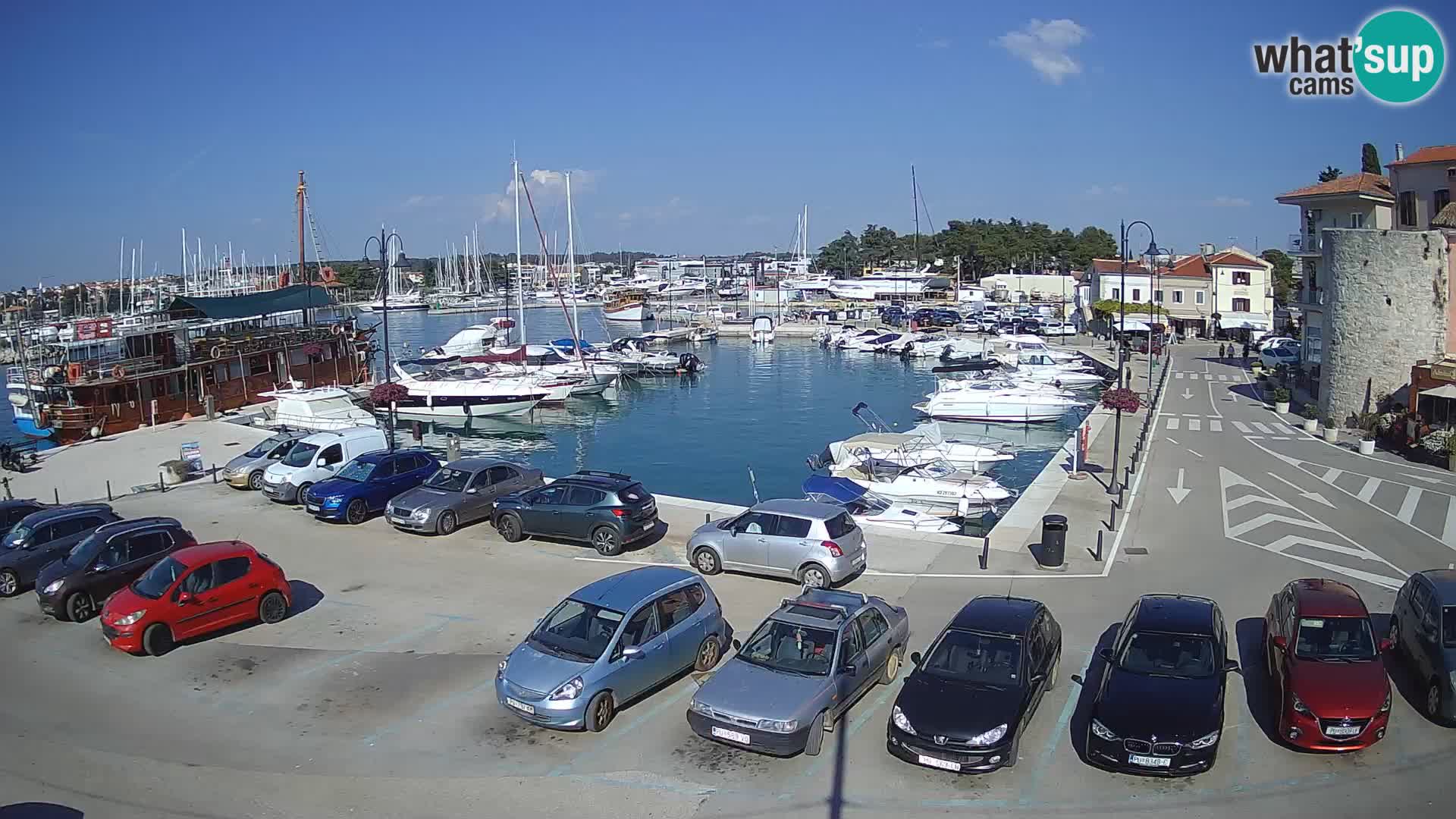 Novigrad | Porporela marina