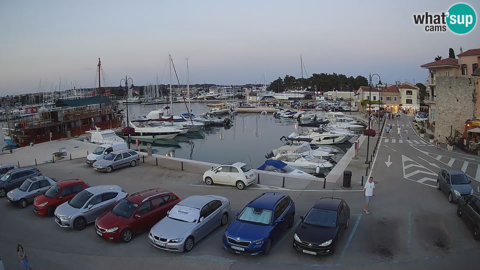 Novigrad | Porporela marina