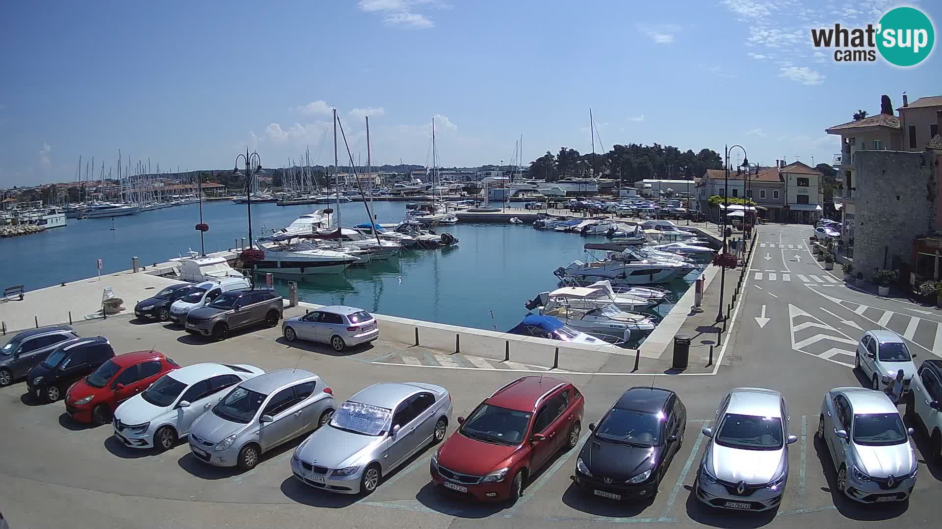 Novigrad | Porporela marina