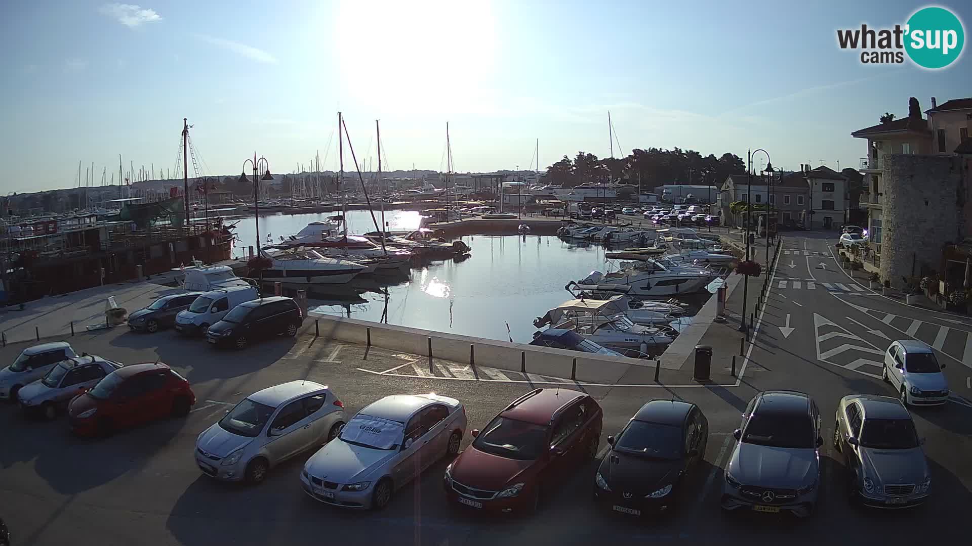 Novigrad | Porporela marina