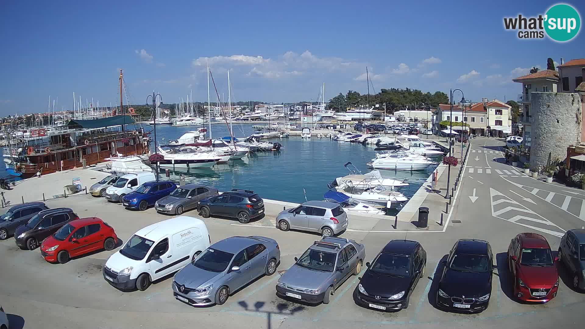 Novigrad | Porporela marina