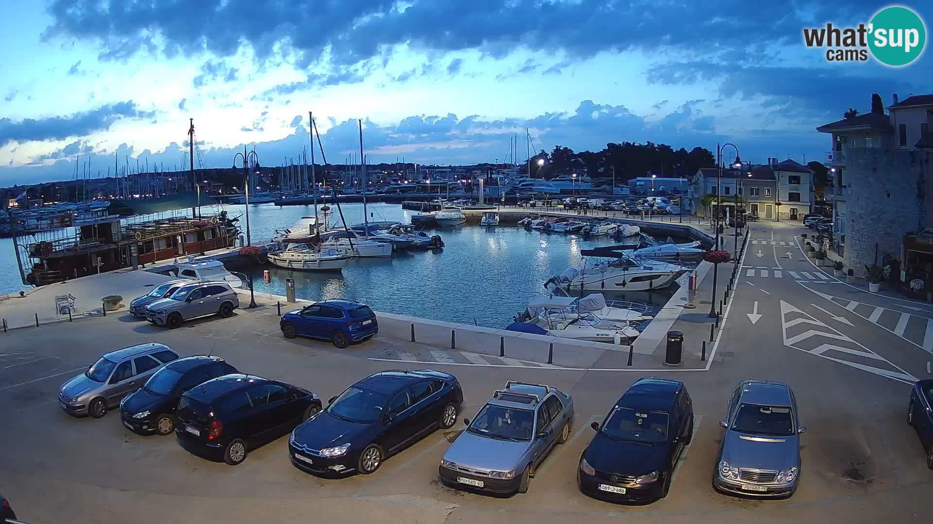 Novigrad | Porporela marina