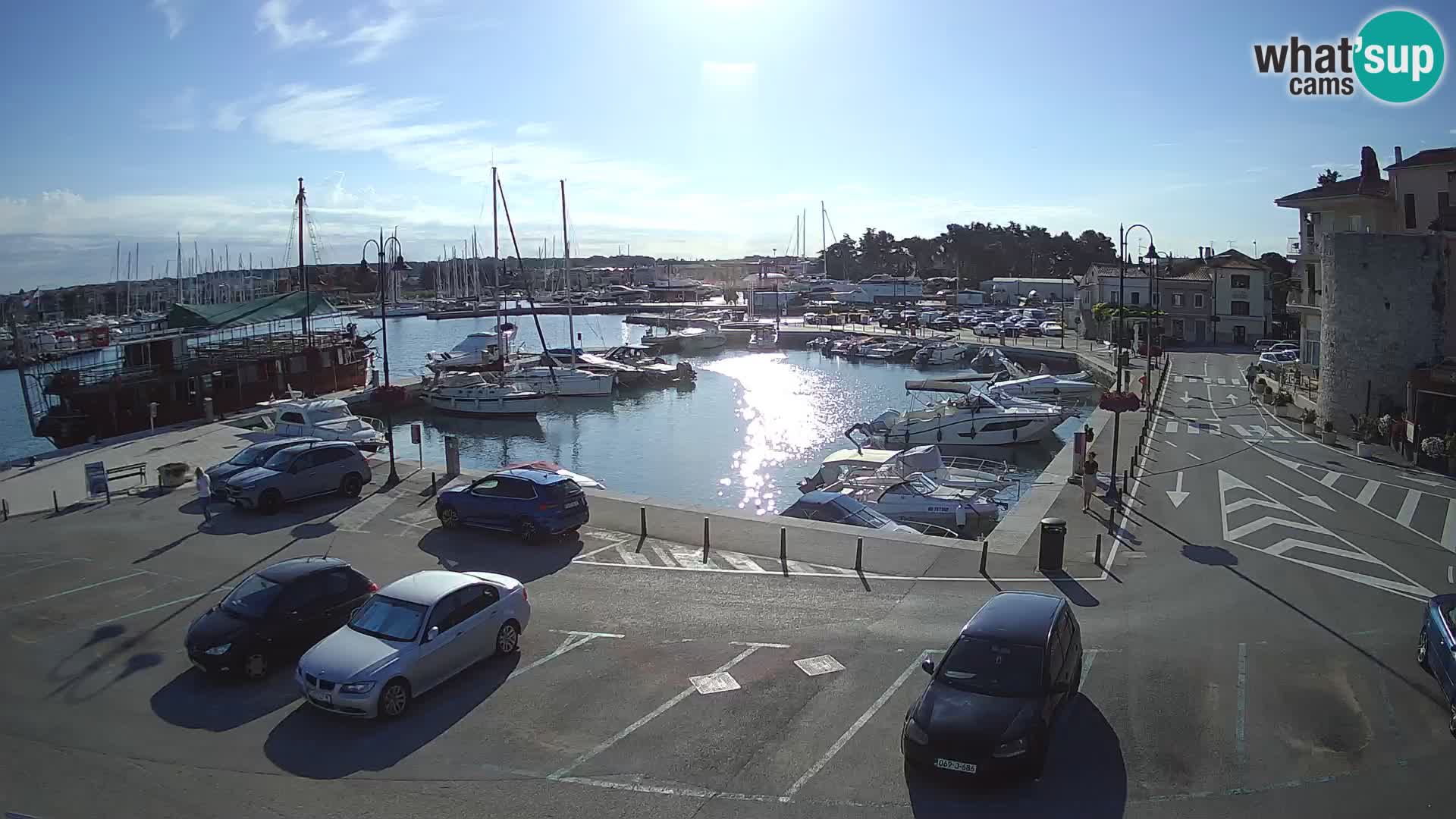 Novigrad | Porporela marina