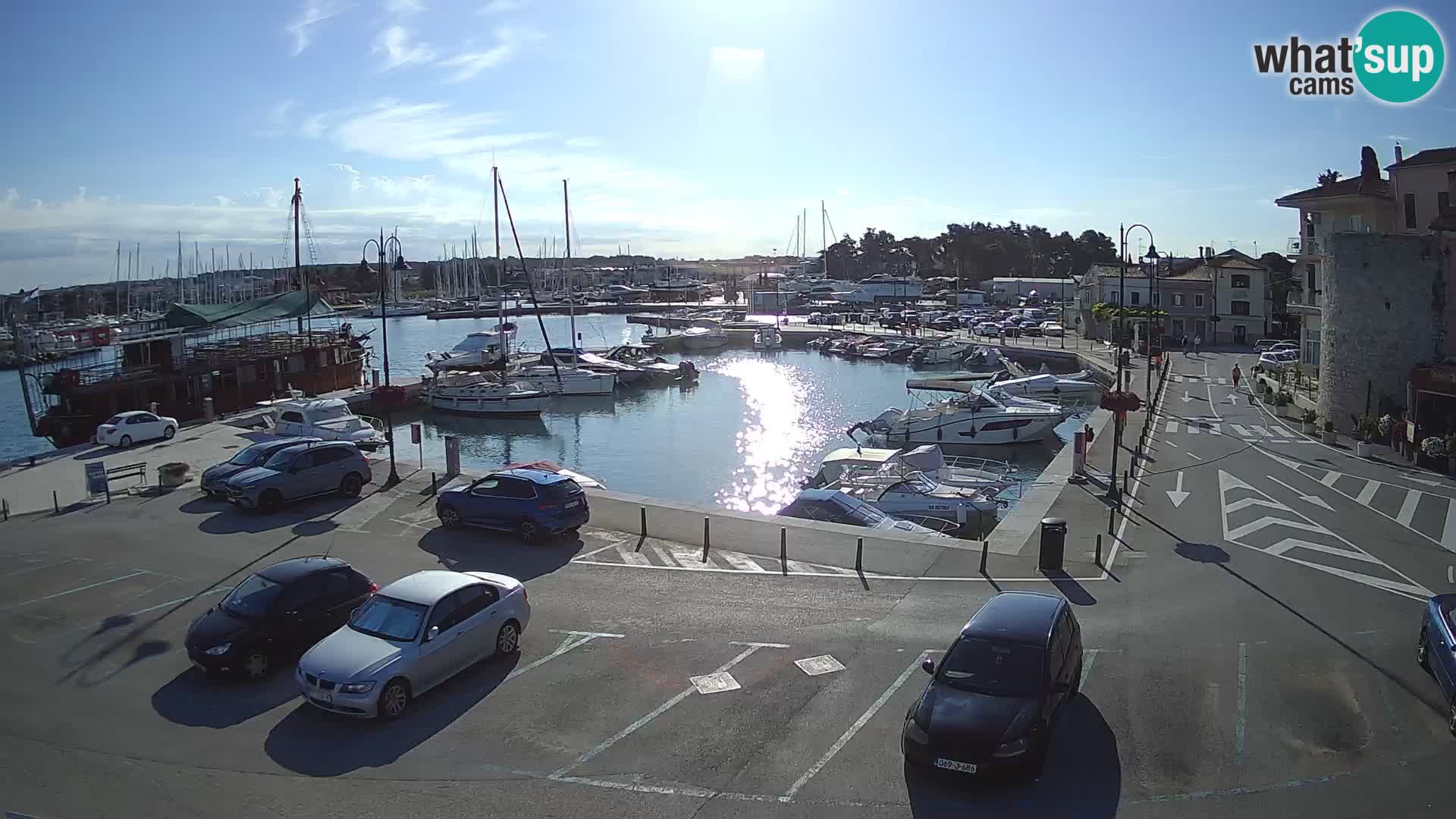 Novigrad | Porporela marina