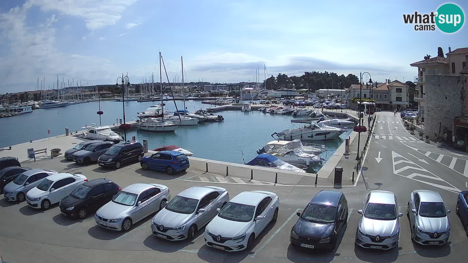 Novigrad | Porporela marina