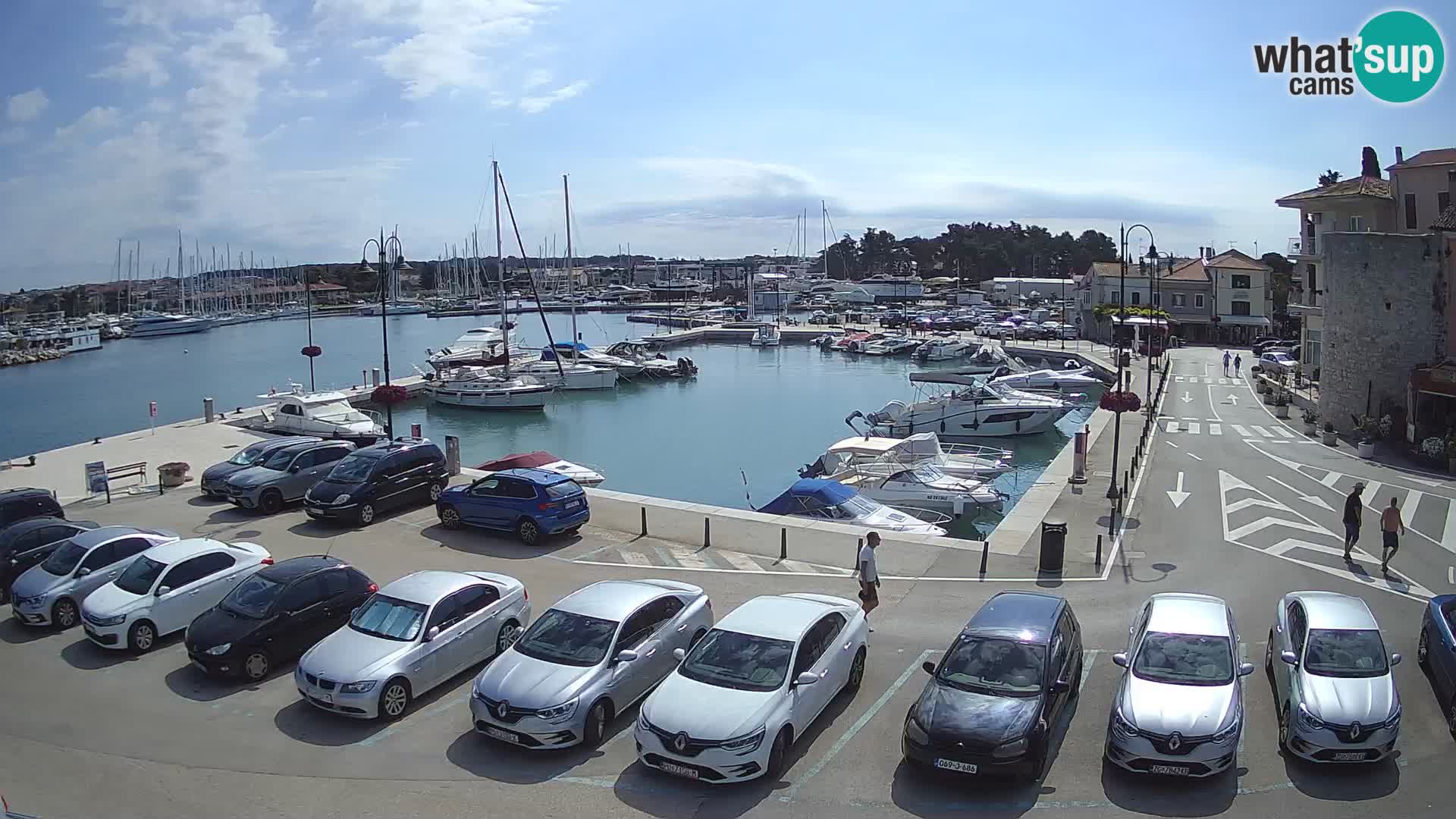 Novigrad | Porporela marina