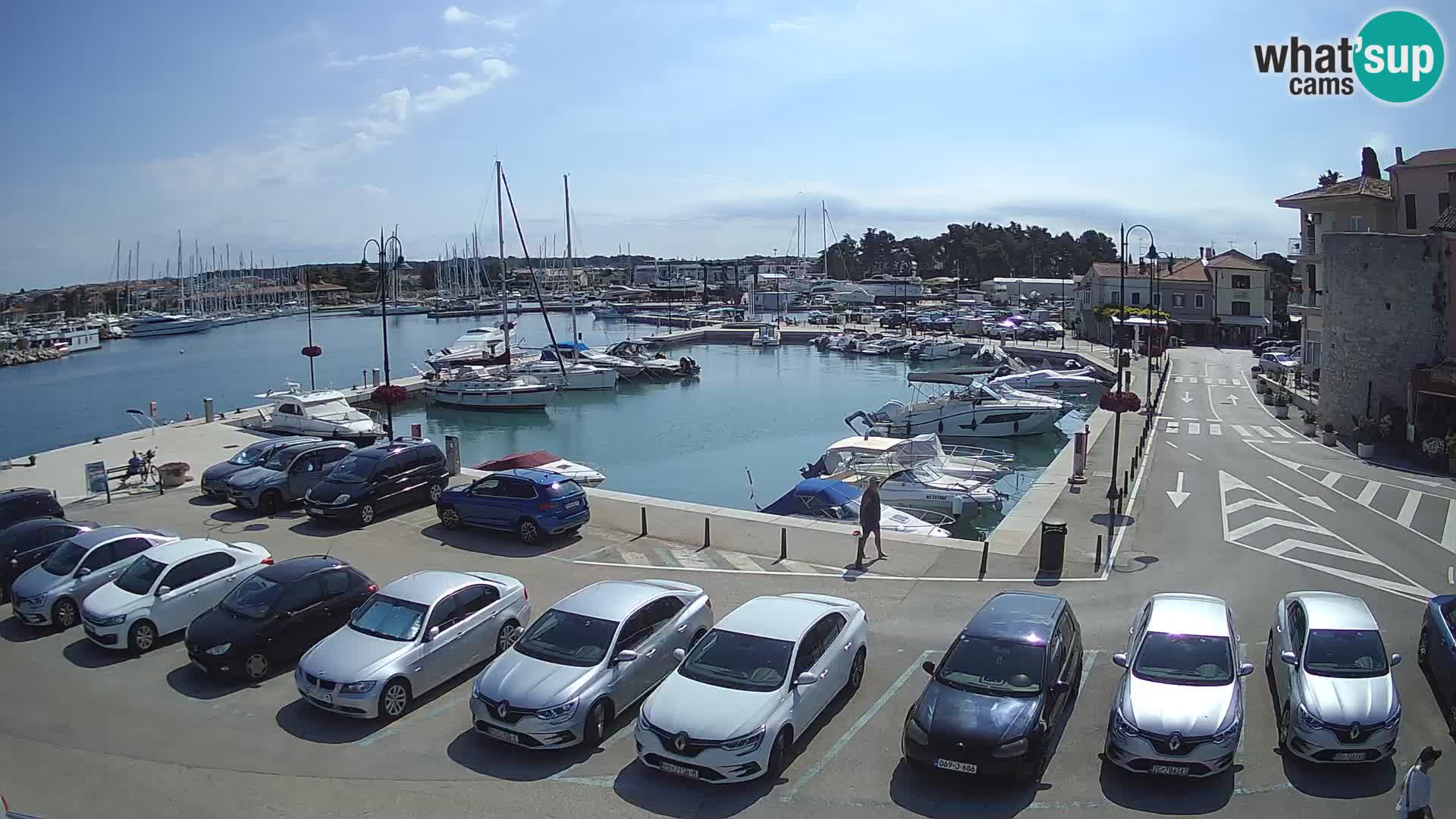 Novigrad | Porporela marina