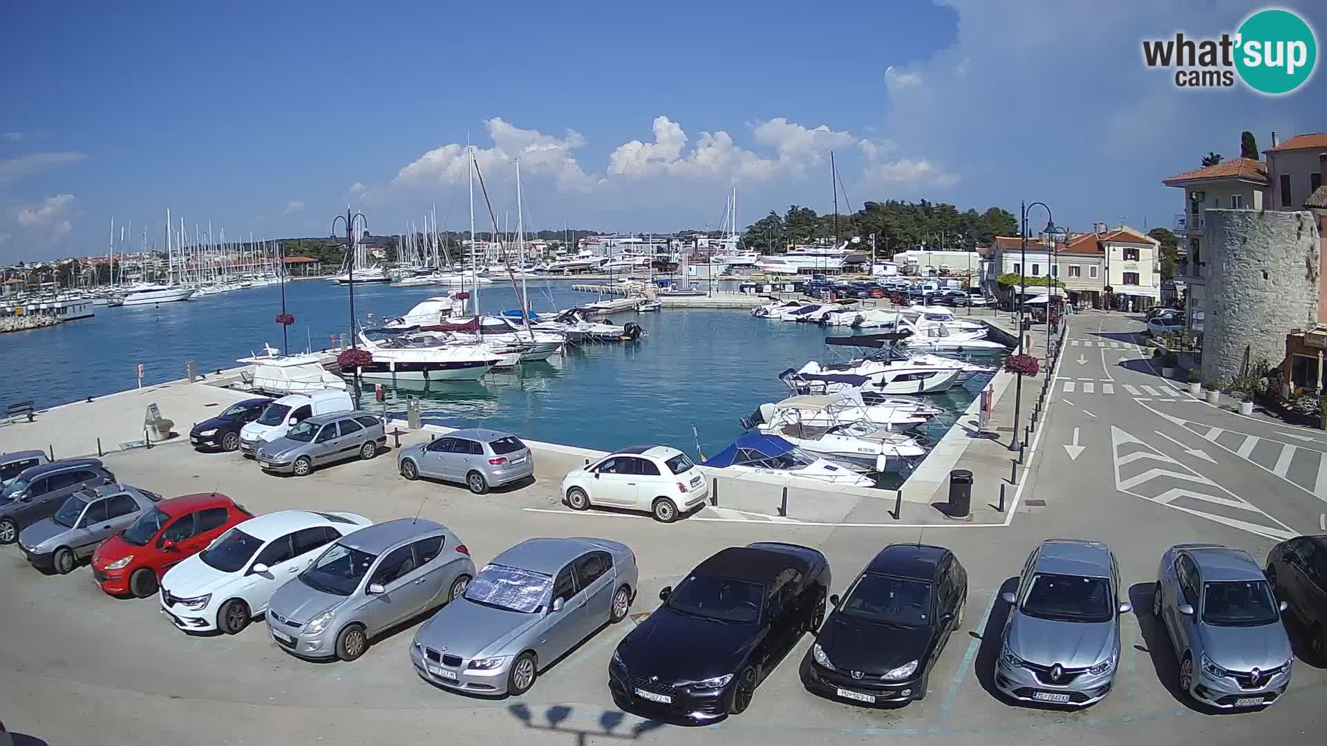 Novigrad | Porporela marina