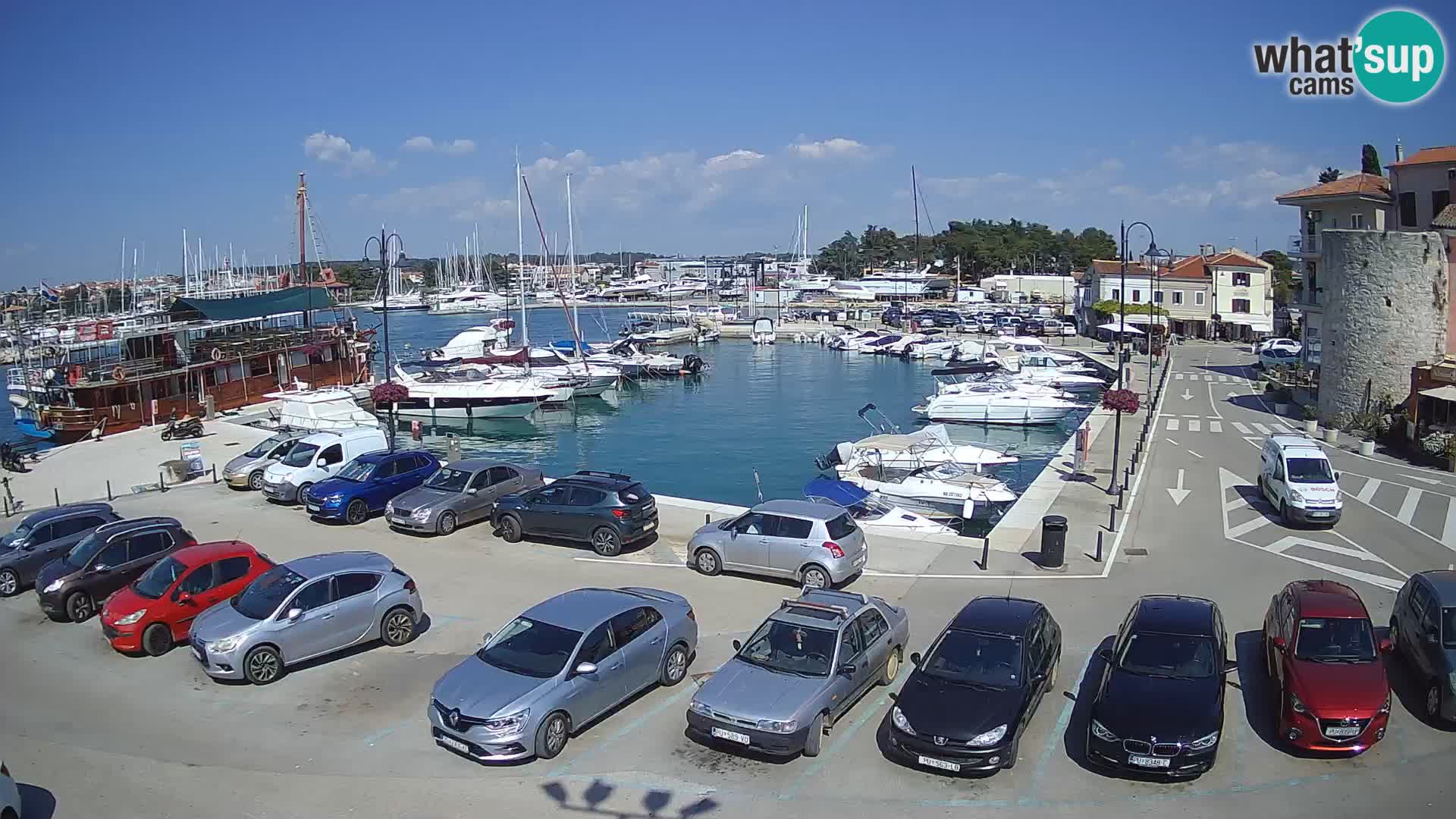 Novigrad | Porporela marina