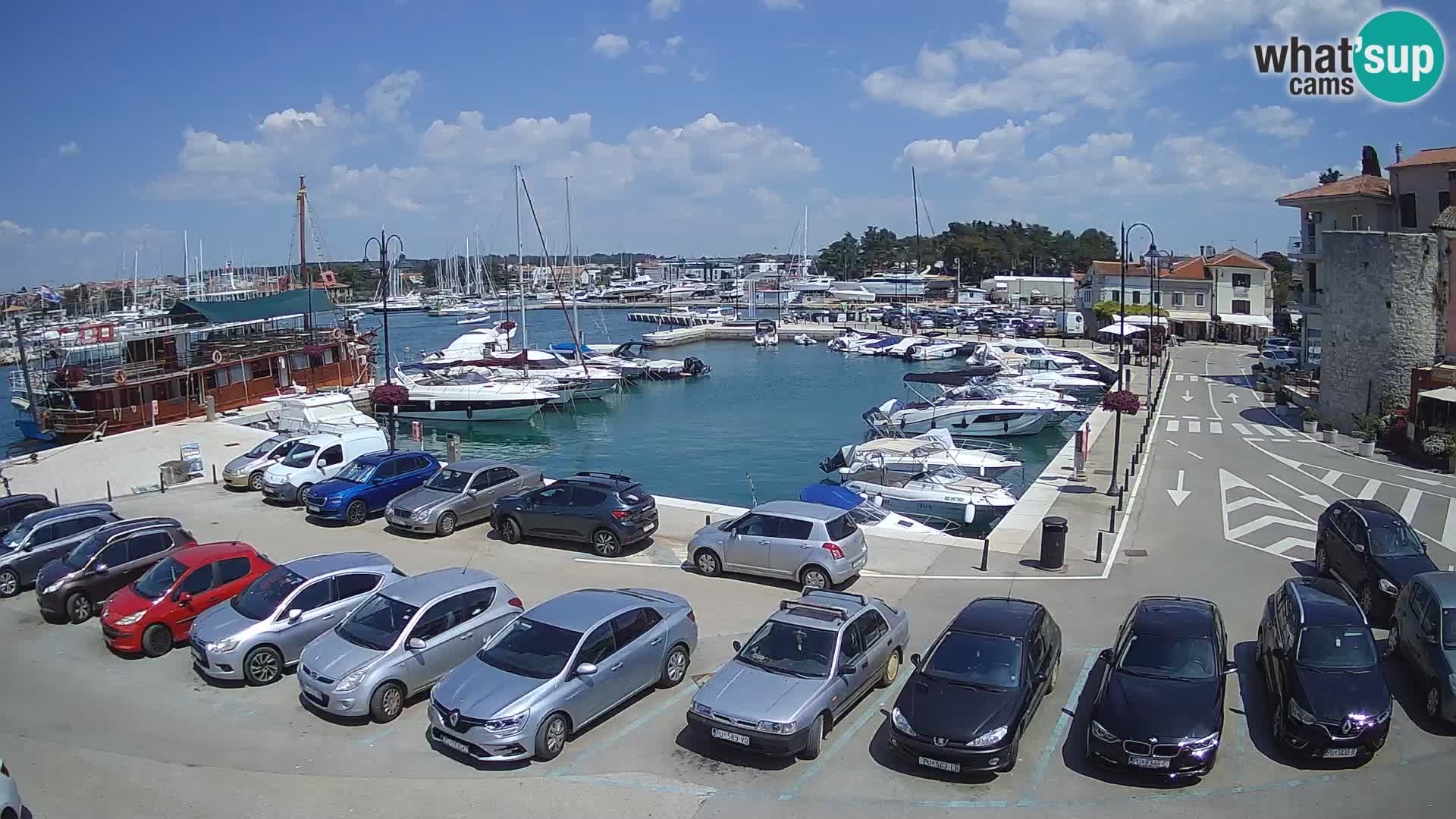 Novigrad | Porporela marina