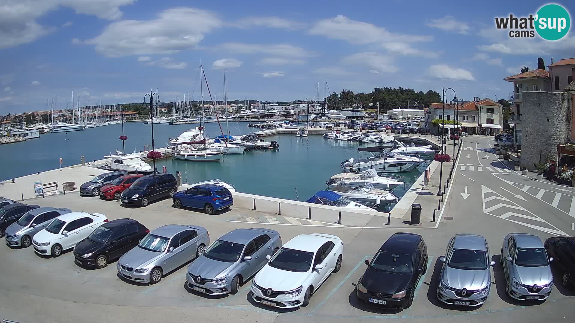 Novigrad | Porporela marina