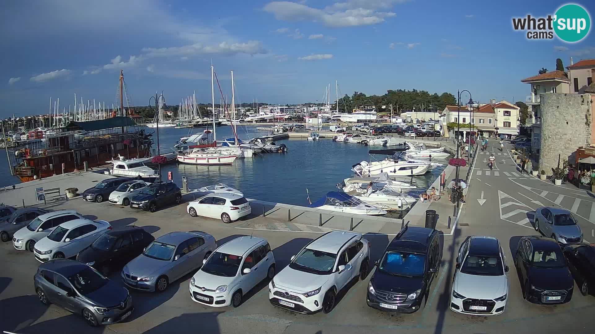 Novigrad | Porporela marina