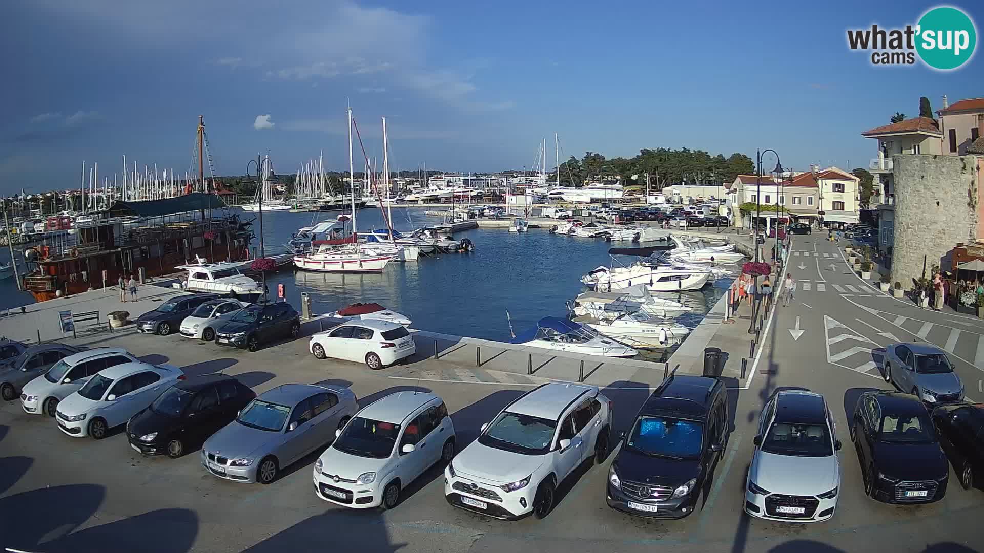 Novigrad | Porporela marina