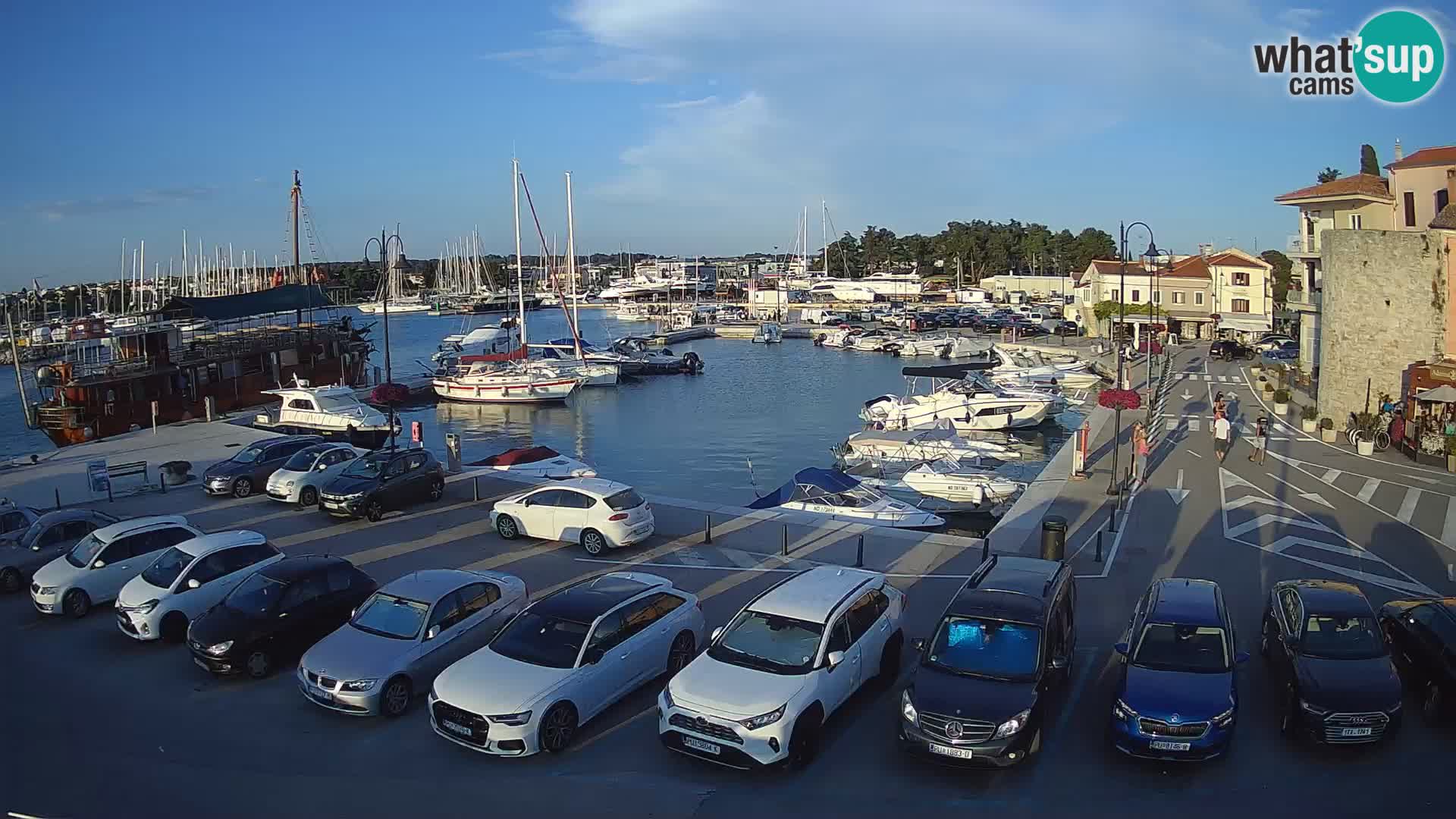 Novigrad | Porporela marina
