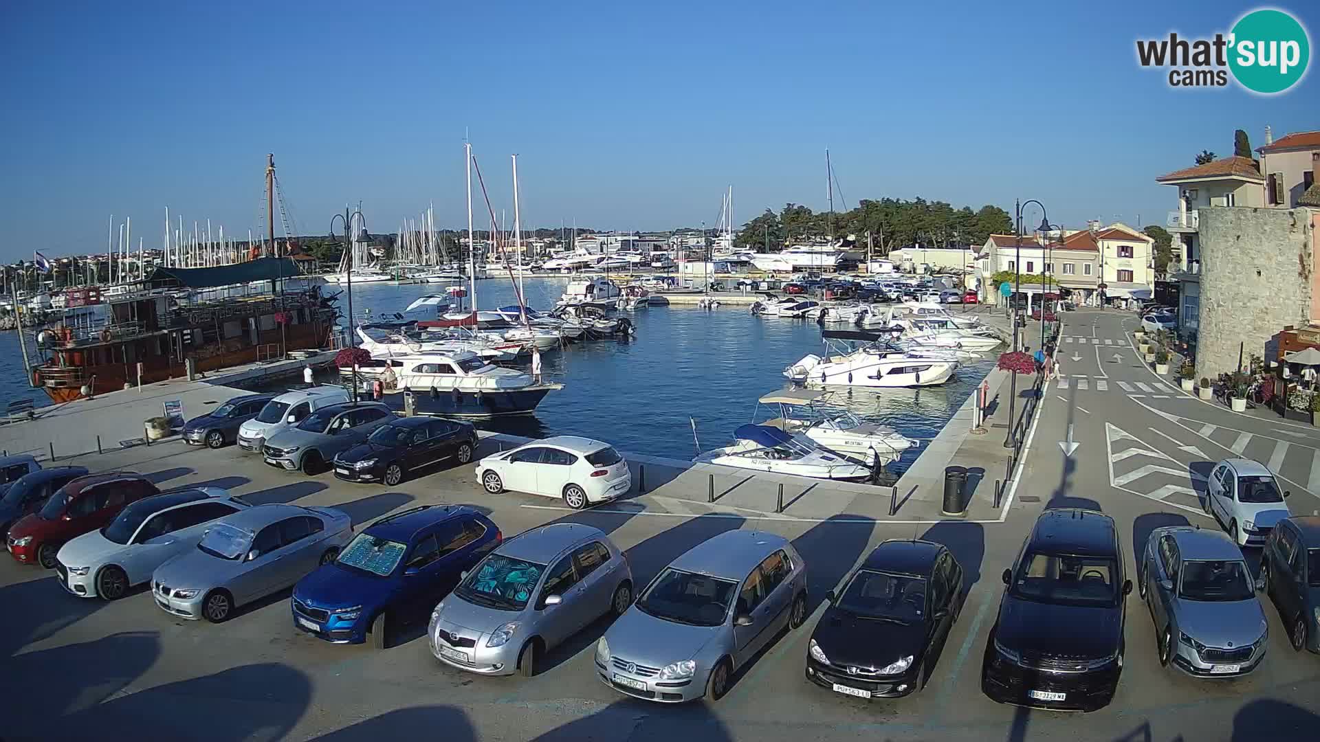 Novigrad | Porporela marina