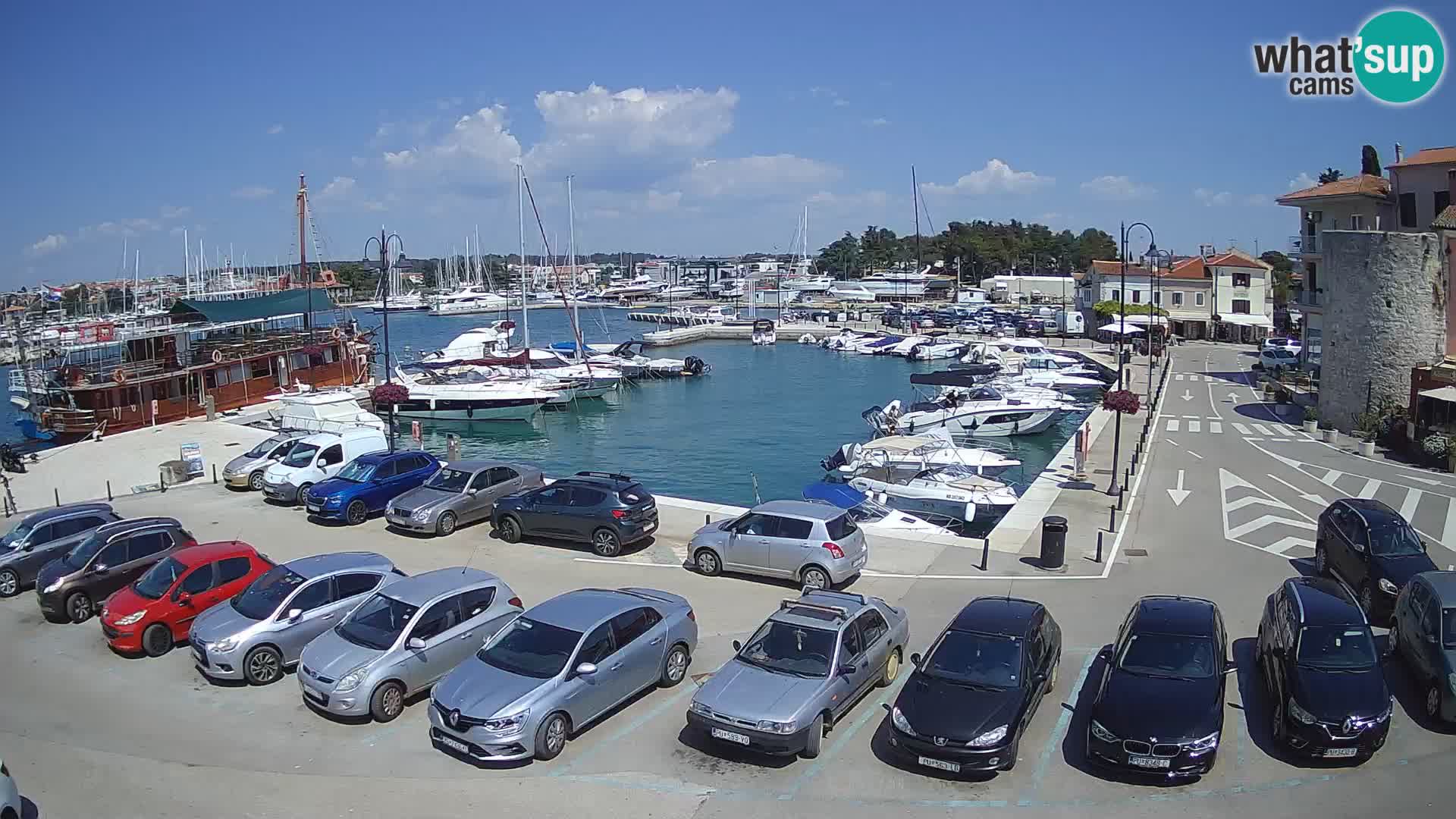 Novigrad | Porporela marina