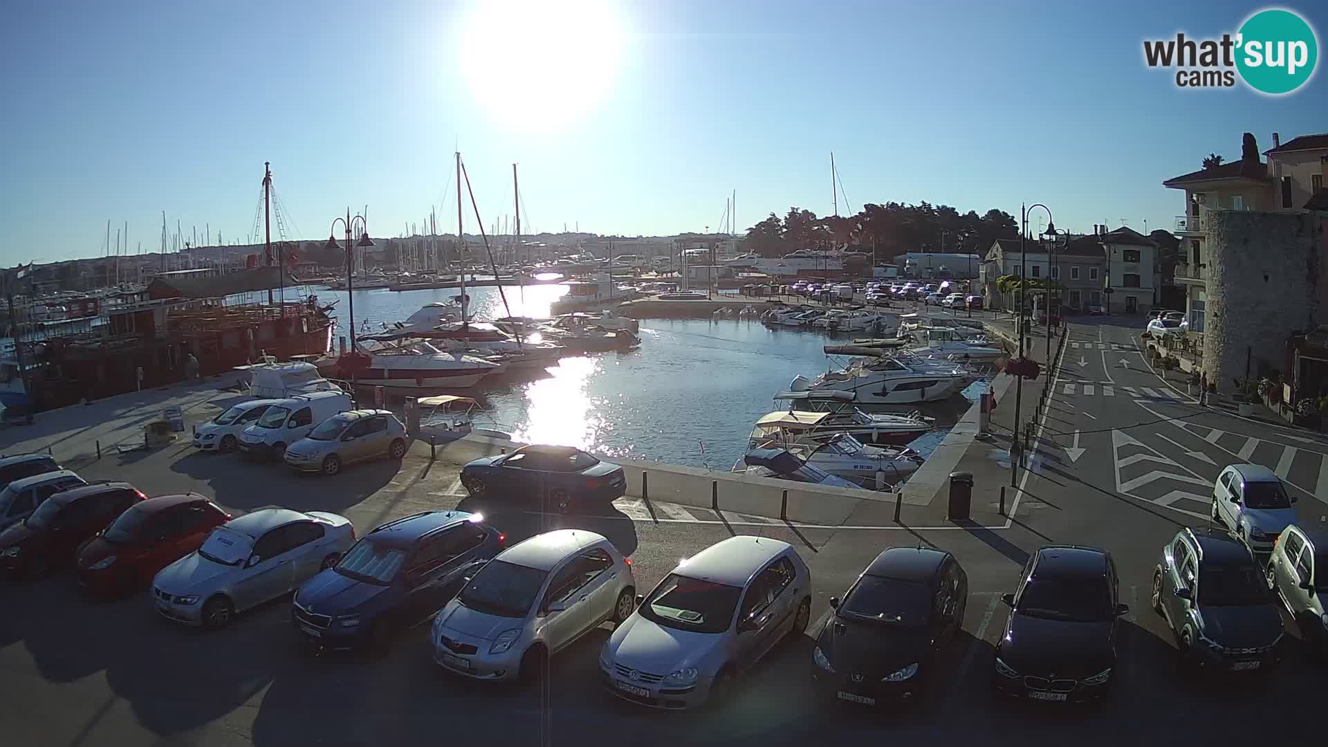 Novigrad | Porporela marina
