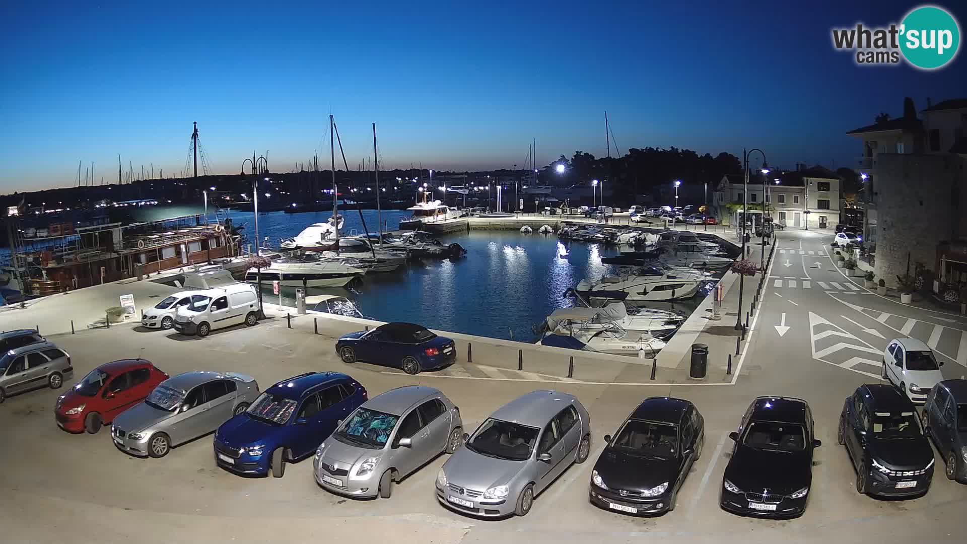Novigrad | Porporela marina