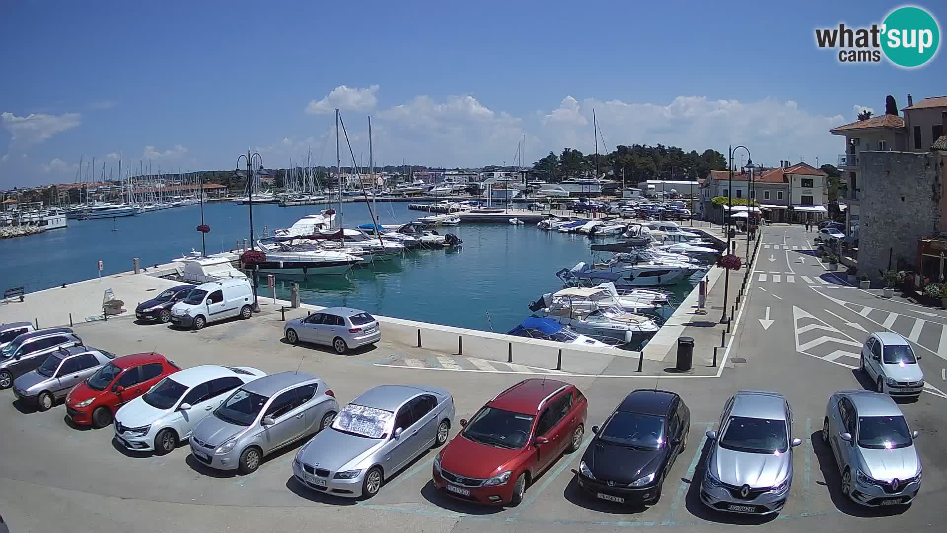 Novigrad | Porporela marina