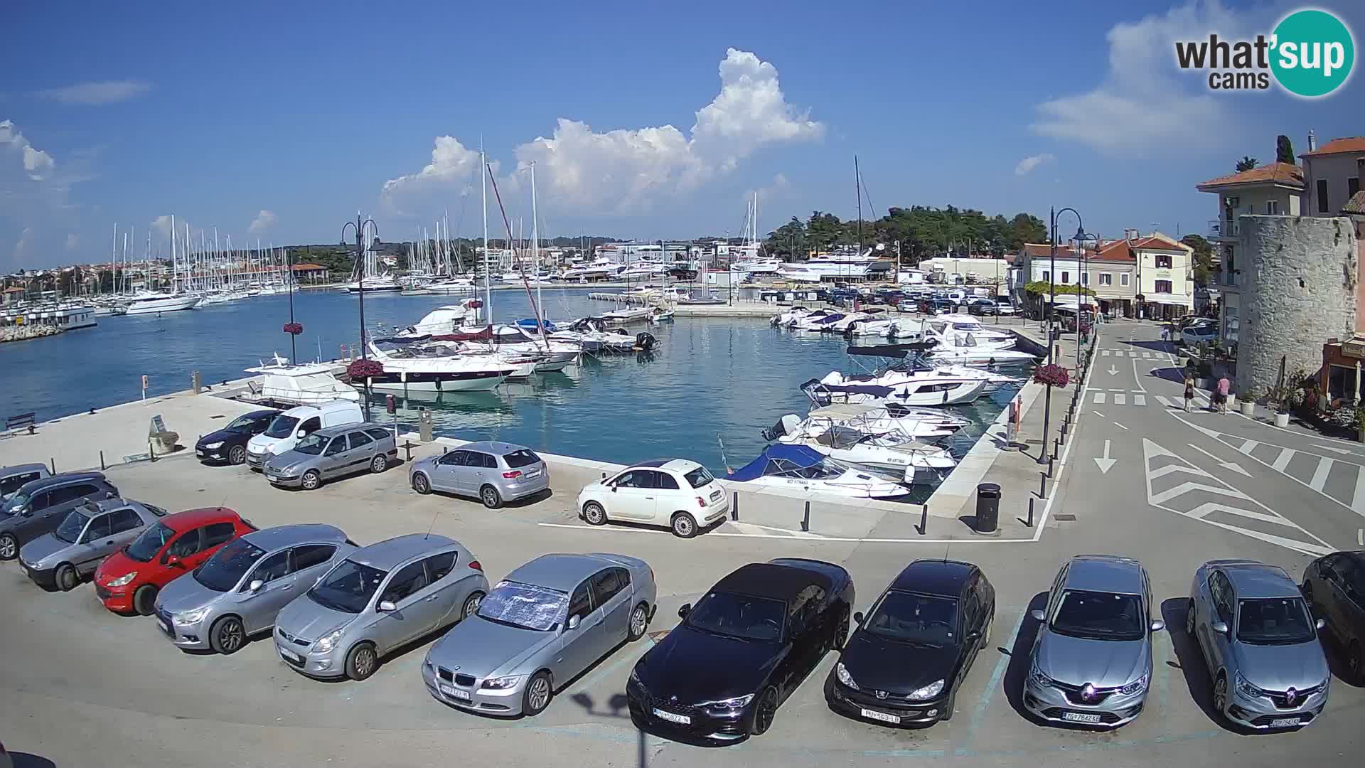 Novigrad | Porporela marina