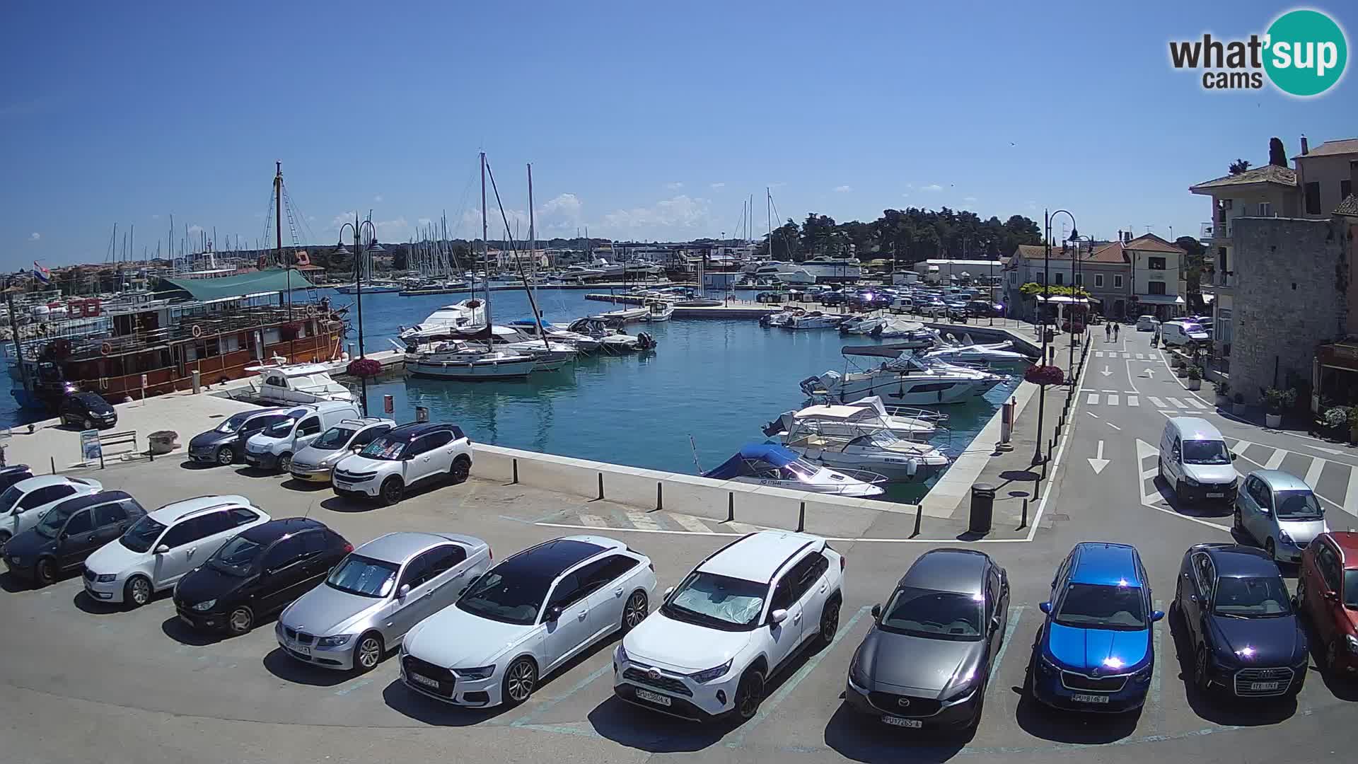 Novigrad | Porporela marina