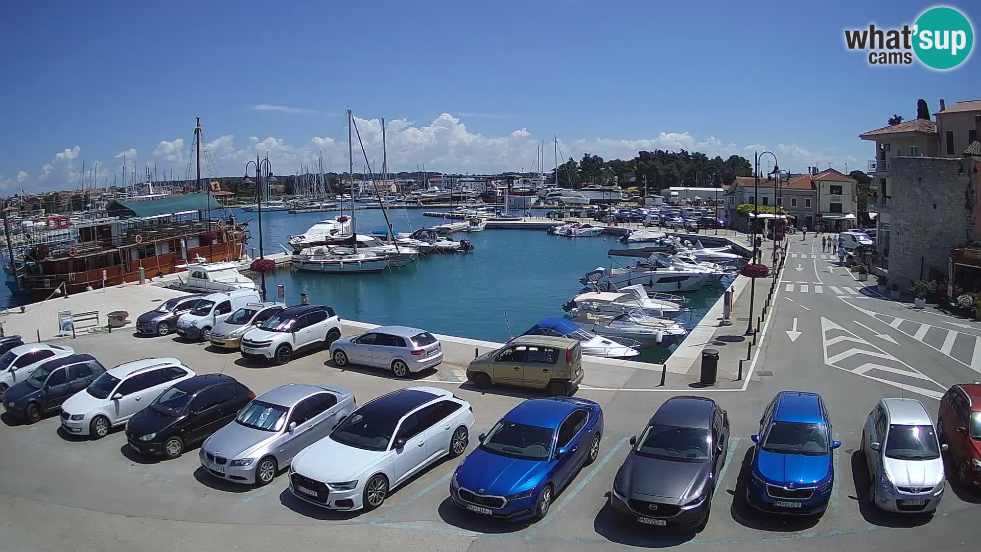 Novigrad | Porporela marina