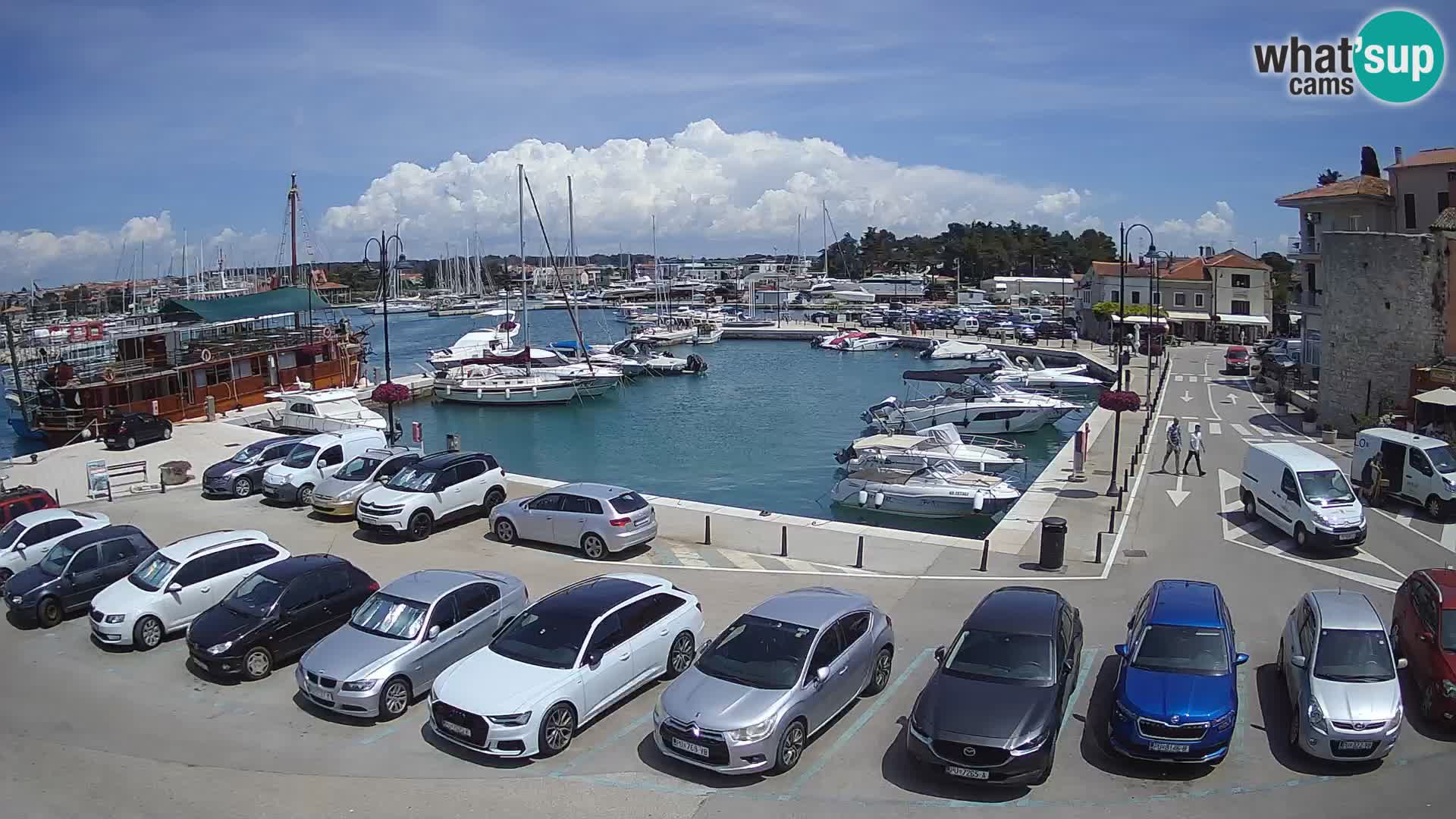 Novigrad | Porporela marina