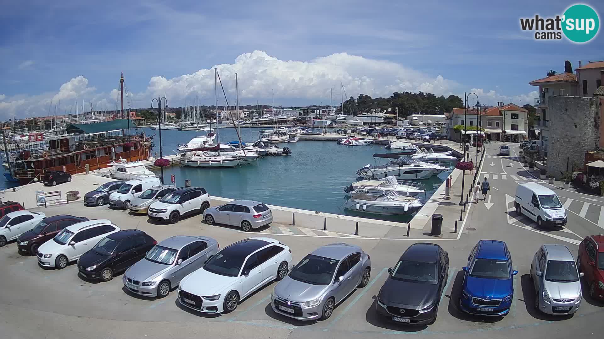 Novigrad | Porporela marina