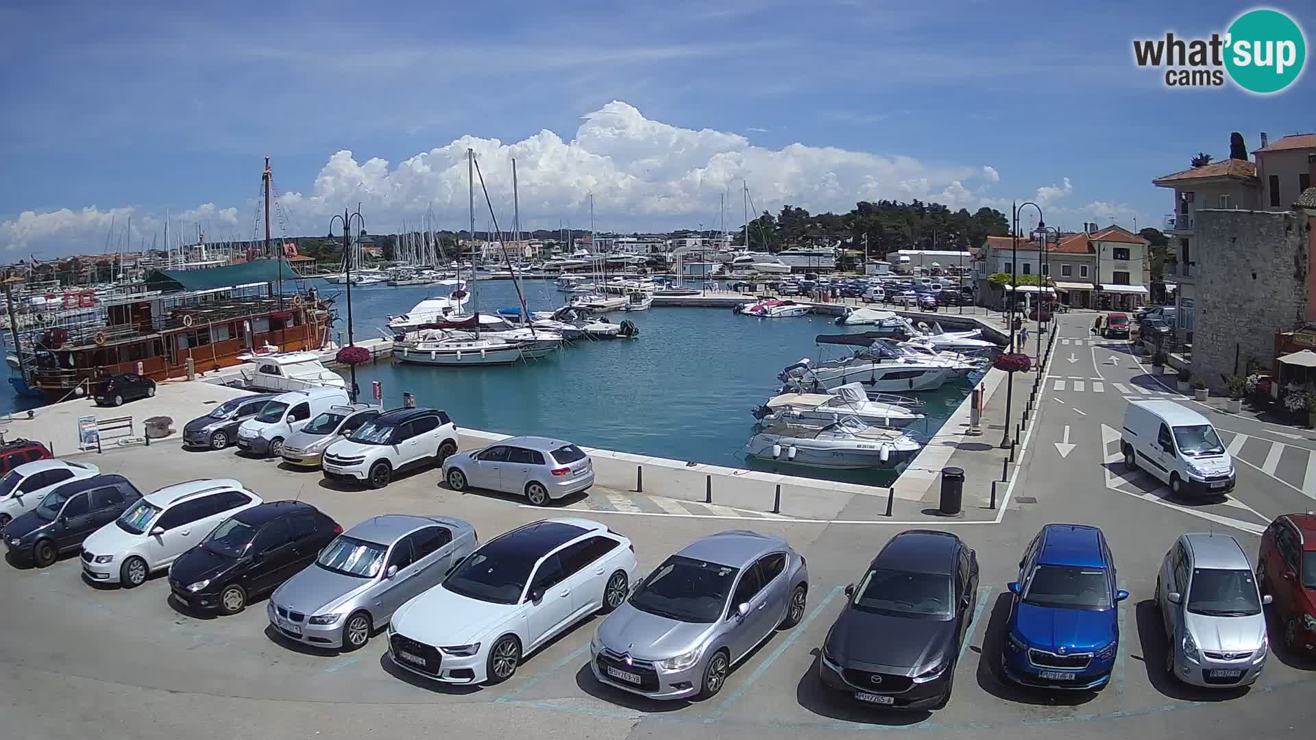 Novigrad | Porporela marina