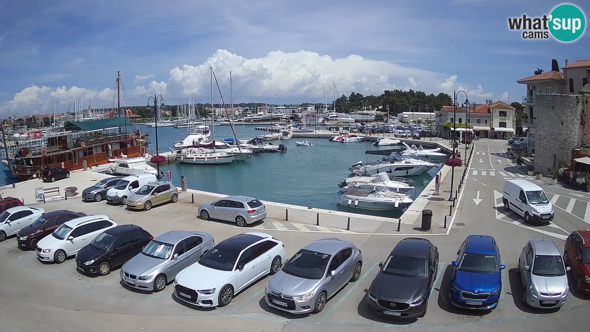 Novigrad | Porporela marina