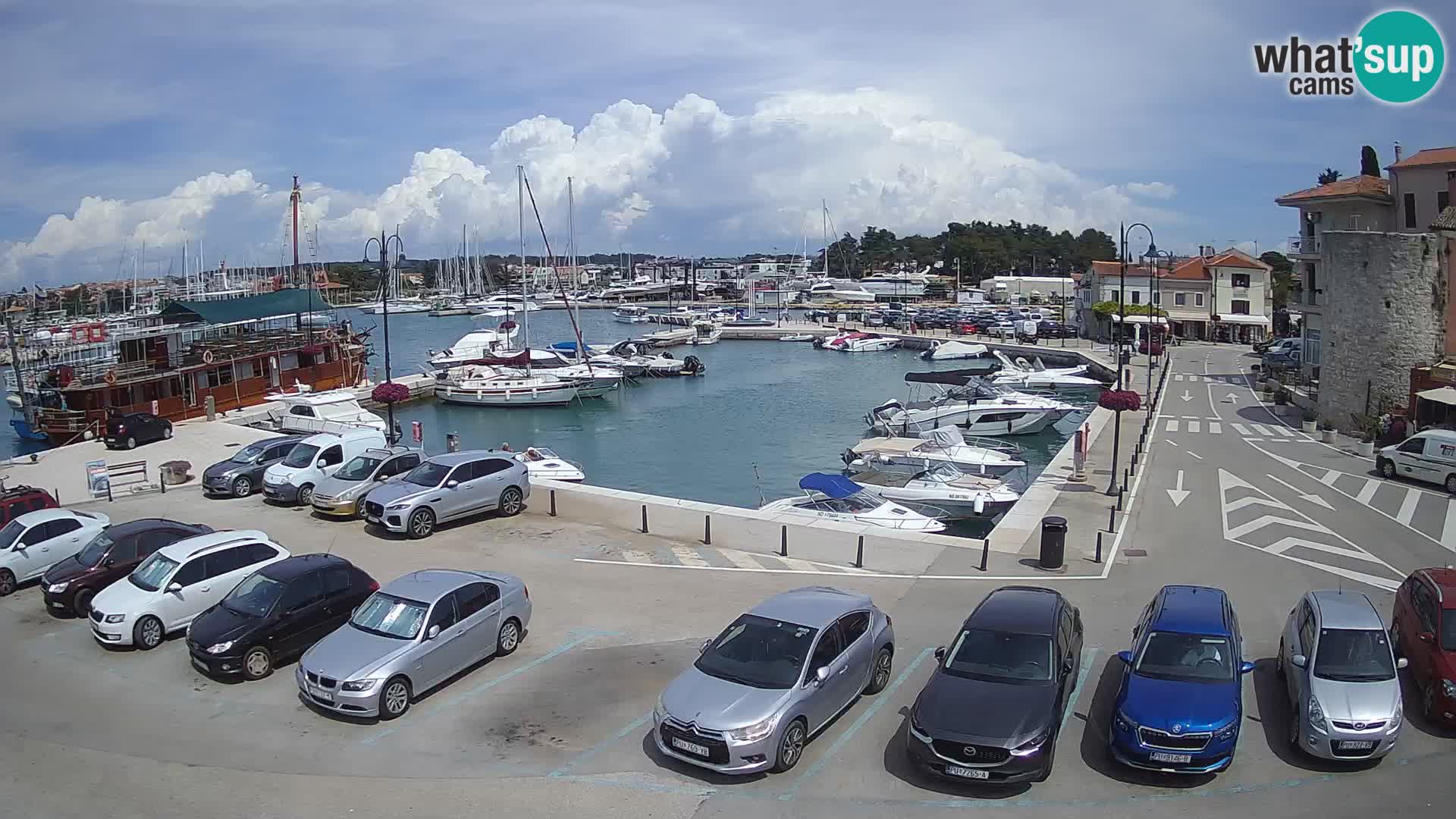 Novigrad | Porporela marina