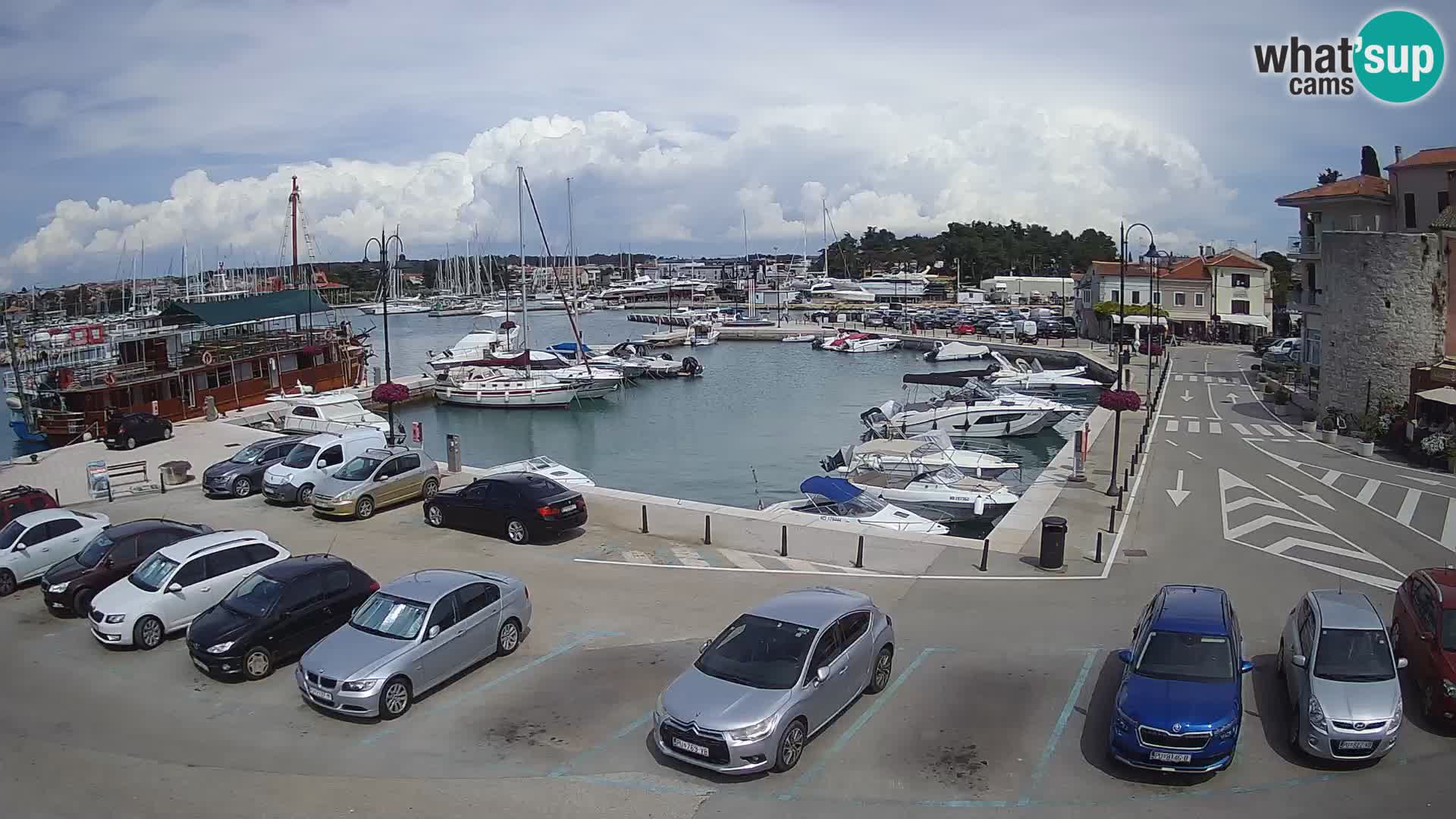 Novigrad | Porporela marina