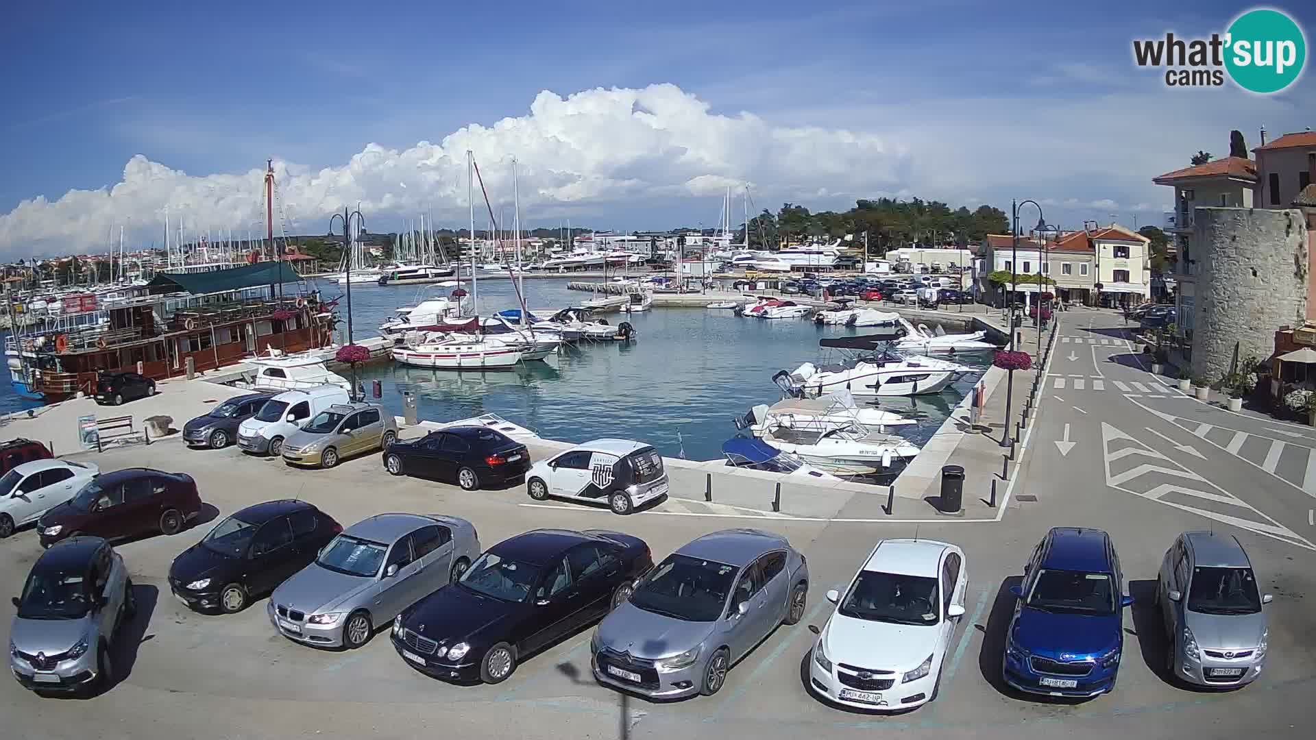 Novigrad | Porporela marina