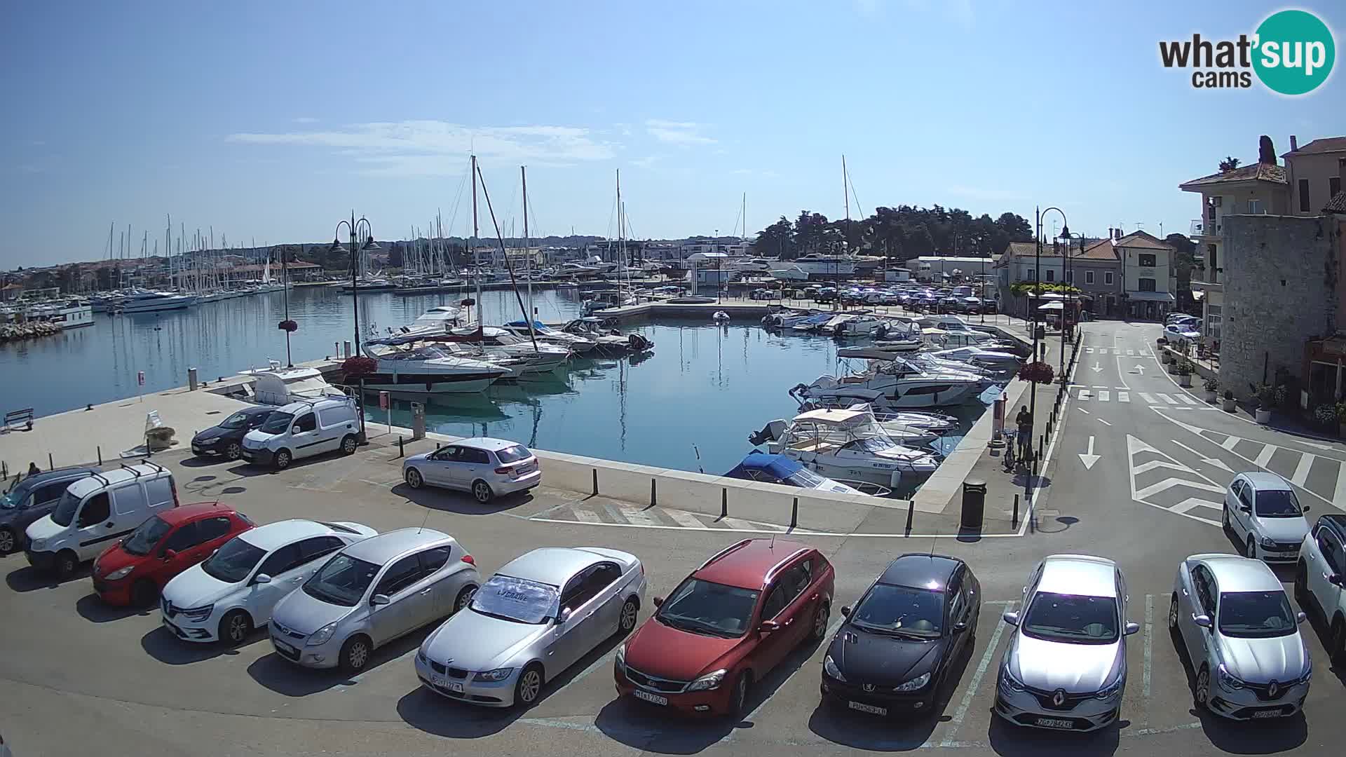 Novigrad | Porporela marina
