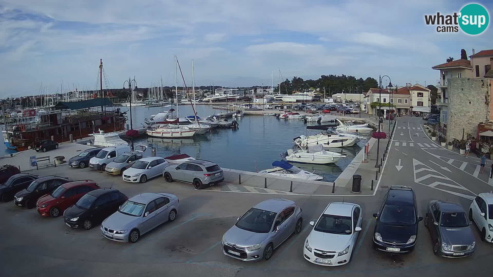 Novigrad | Porporela marina