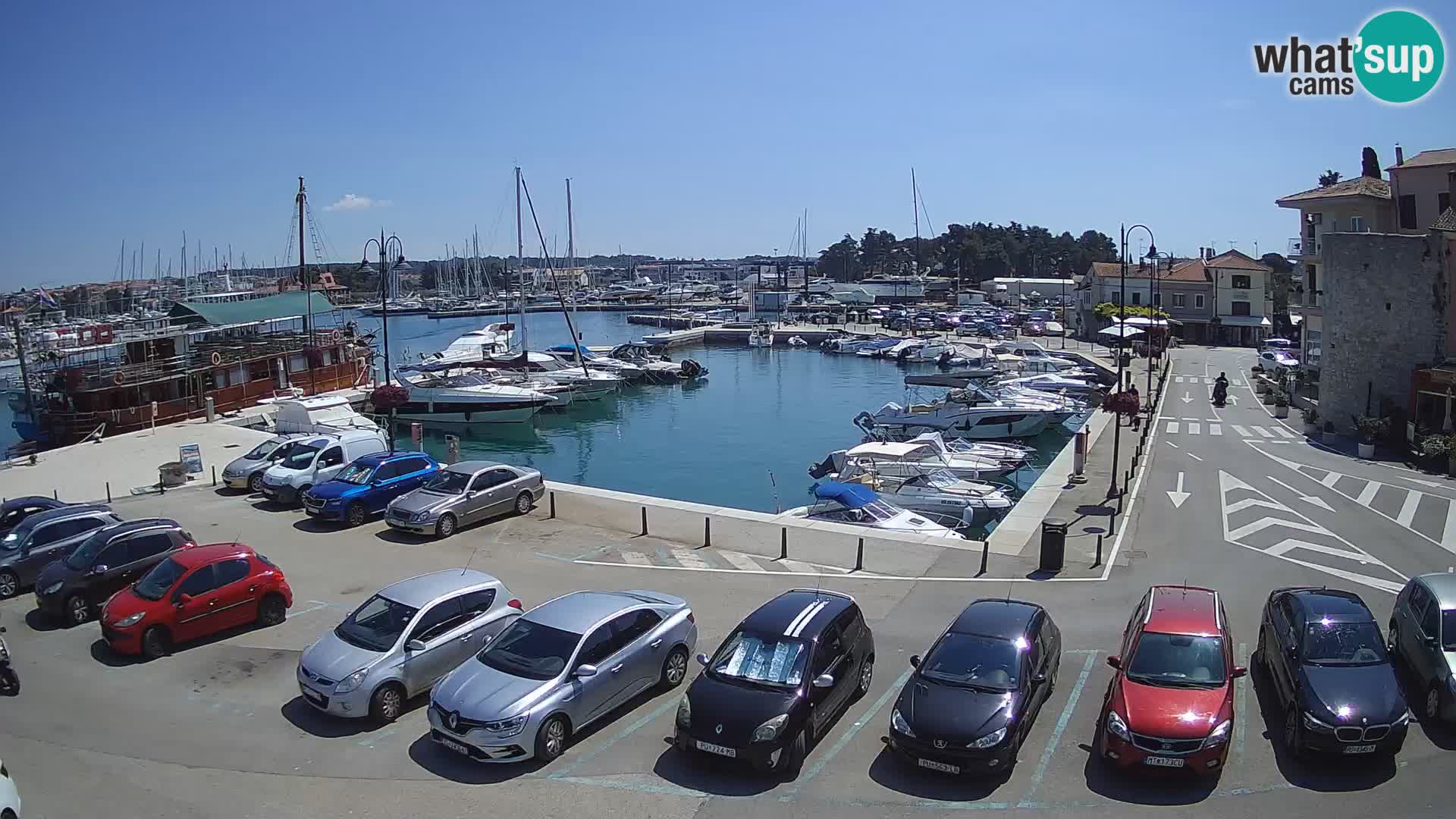 Novigrad | Porporela marina