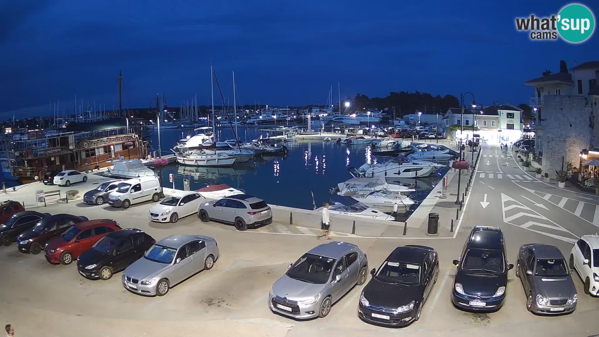 Novigrad | Porporela marina