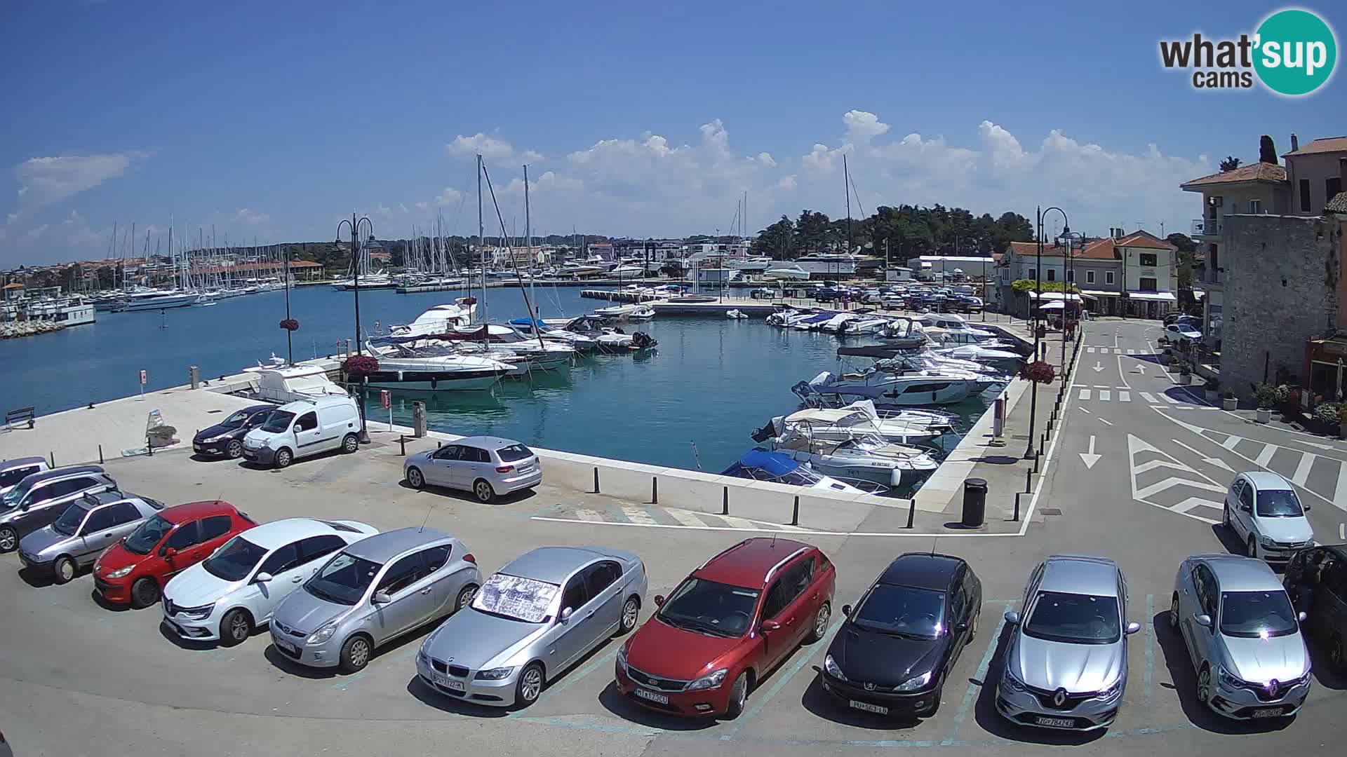 Novigrad | Porporela marina