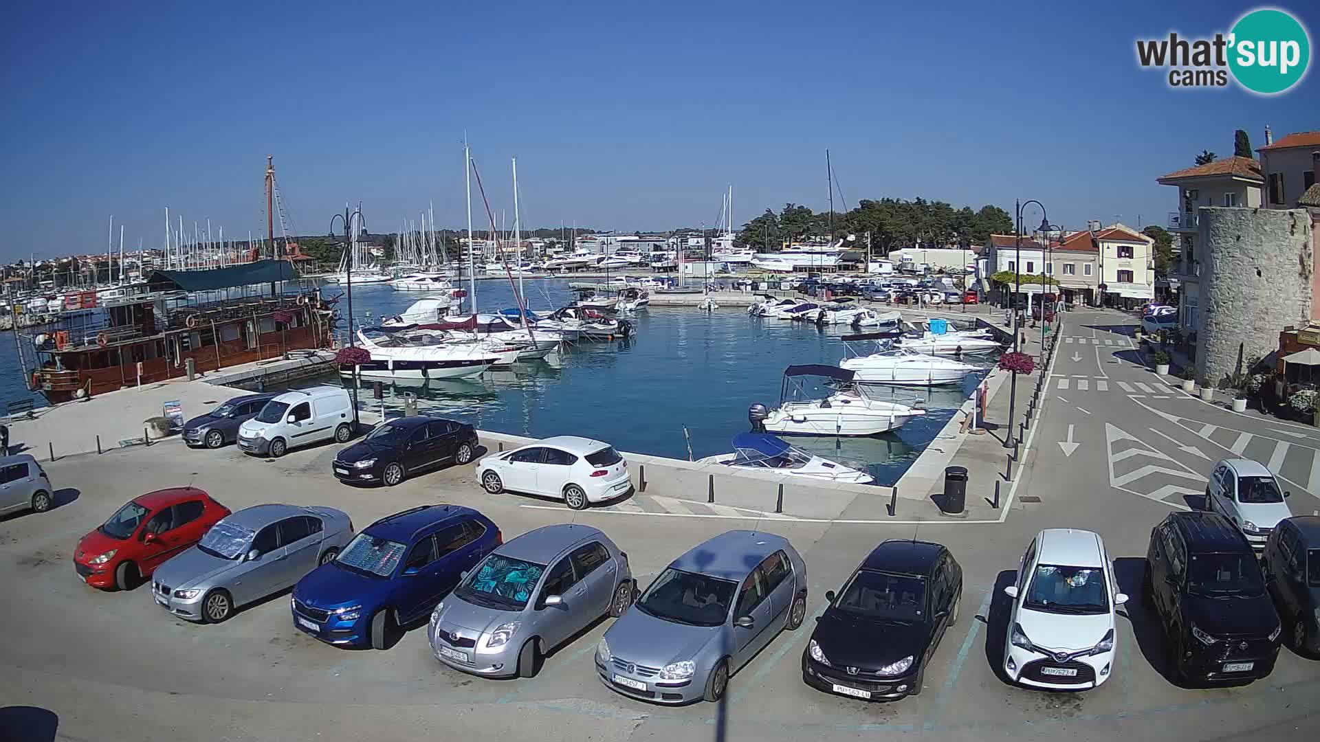 Novigrad | Porporela marina